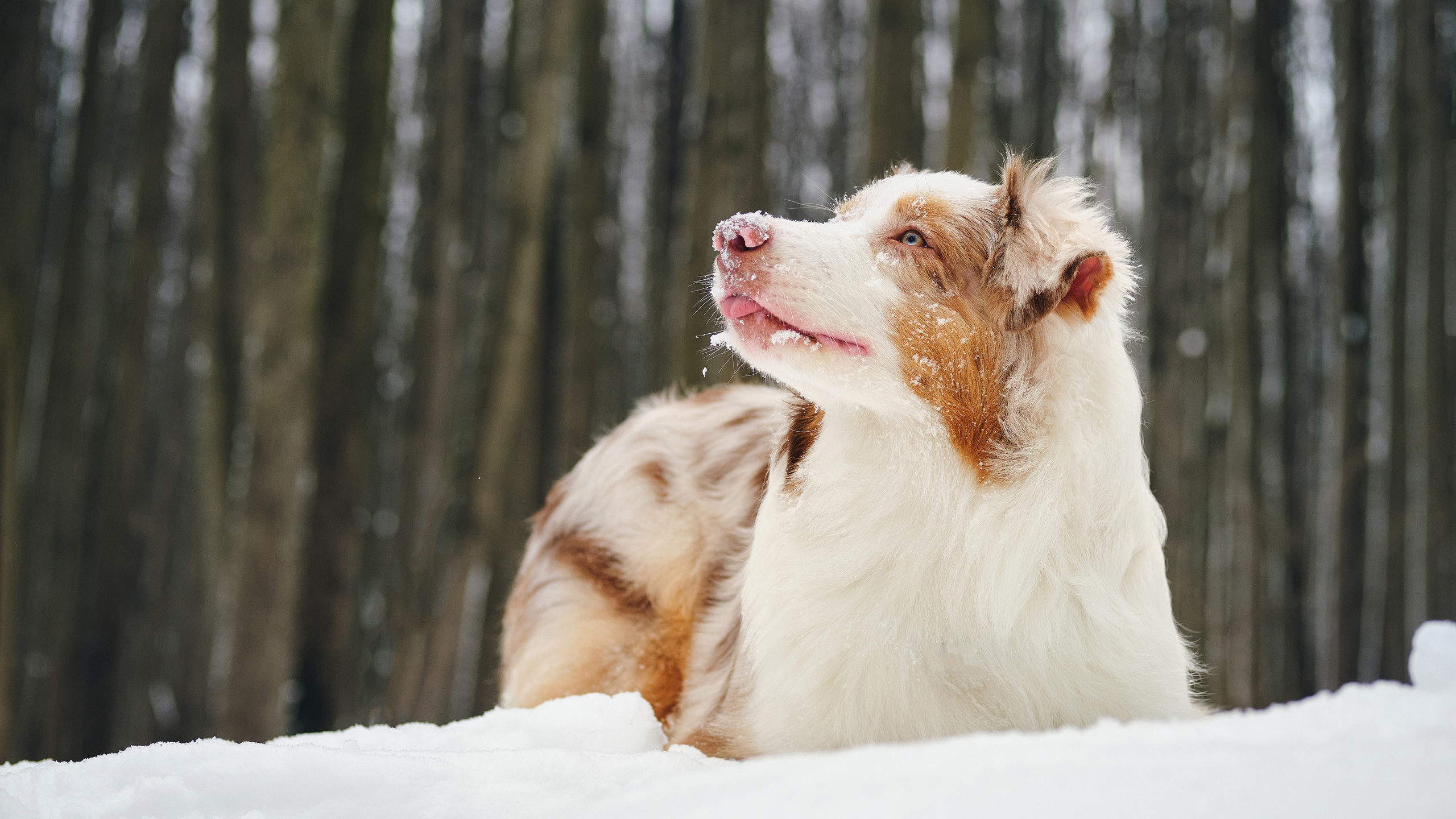 Фотосессия хозяйки с собакой. Профессиональный фотограф в Москве — Максим Дьяконов
