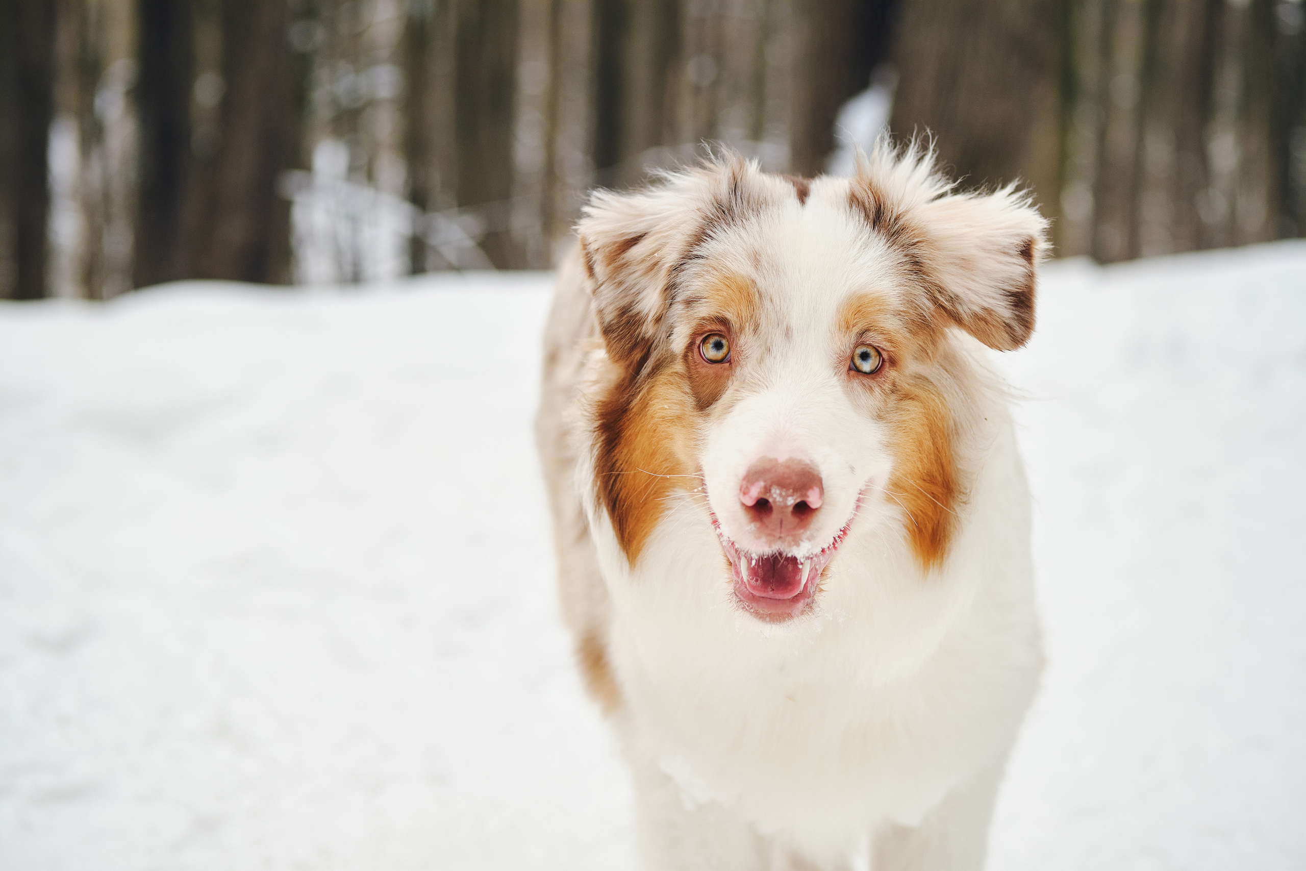 Фотосессия хозяйки с собакой. Профессиональный фотограф в Москве — Максим Дьяконов