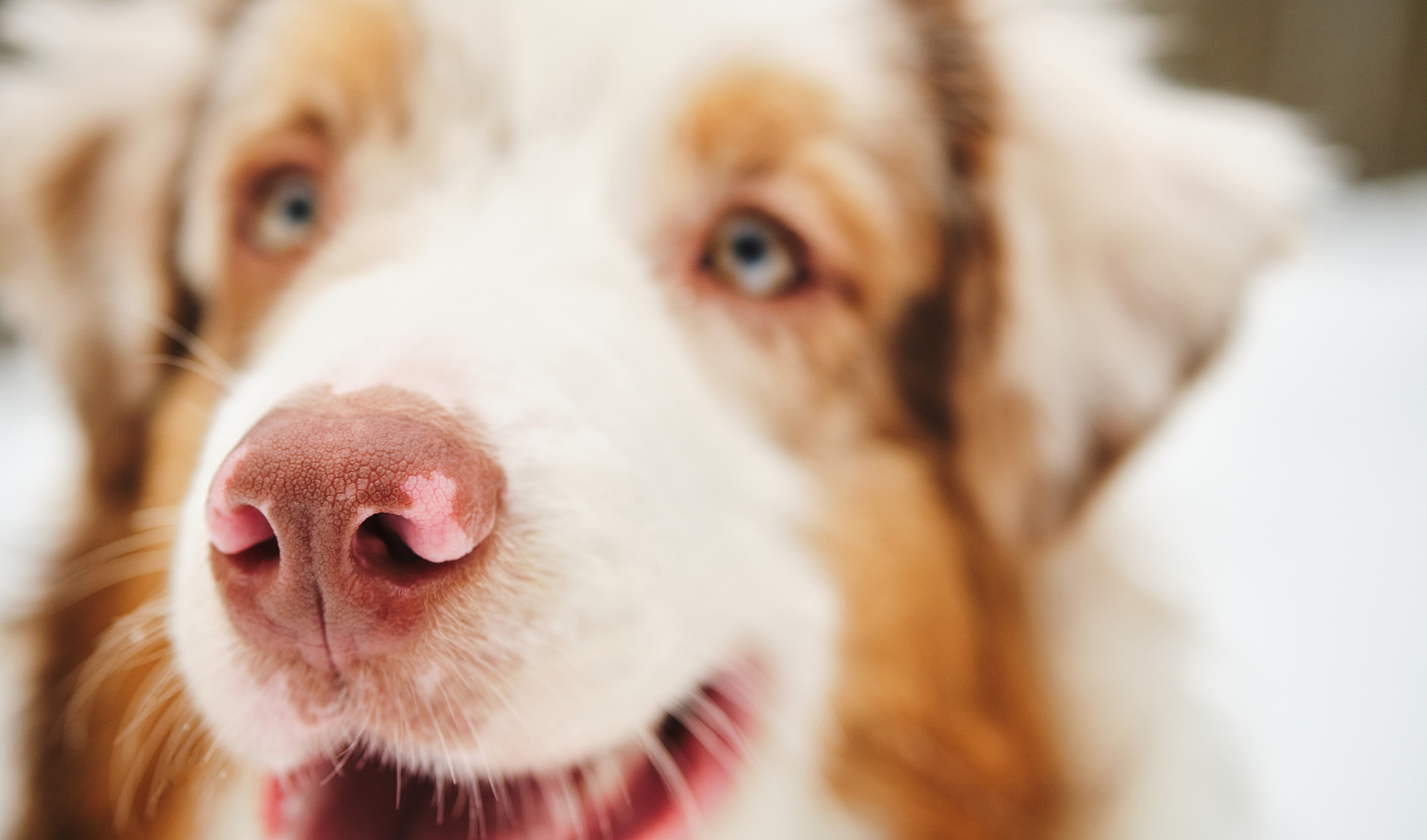 Фотосессия хозяйки с собакой. Профессиональный фотограф в Москве — Максим Дьяконов