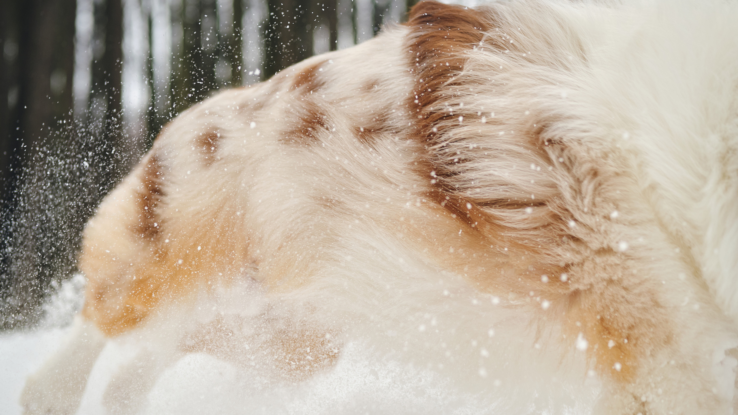 Фотосессия хозяйки с собакой. Профессиональный фотограф в Москве — Максим Дьяконов