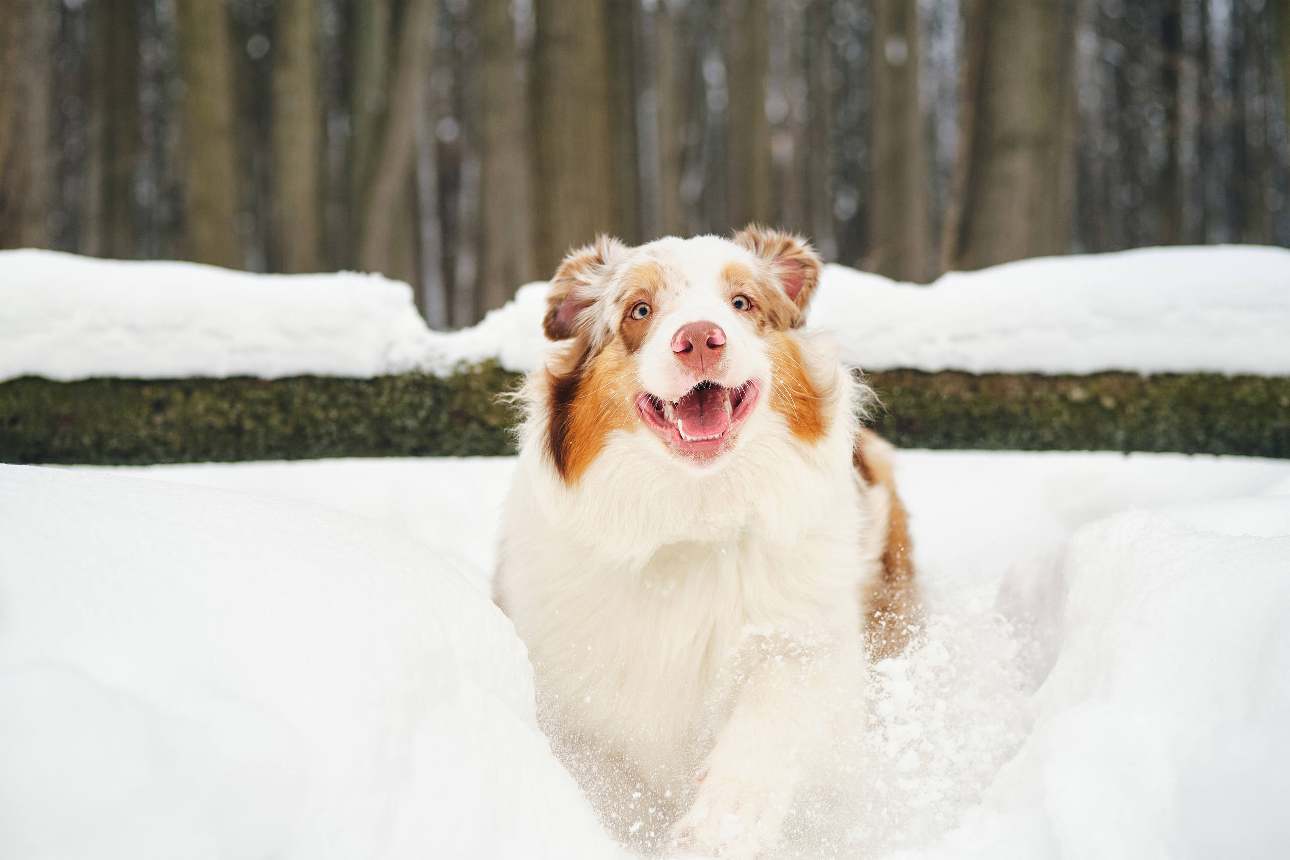 Фотосессия хозяйки с собакой. Профессиональный фотограф в Москве — Максим Дьяконов