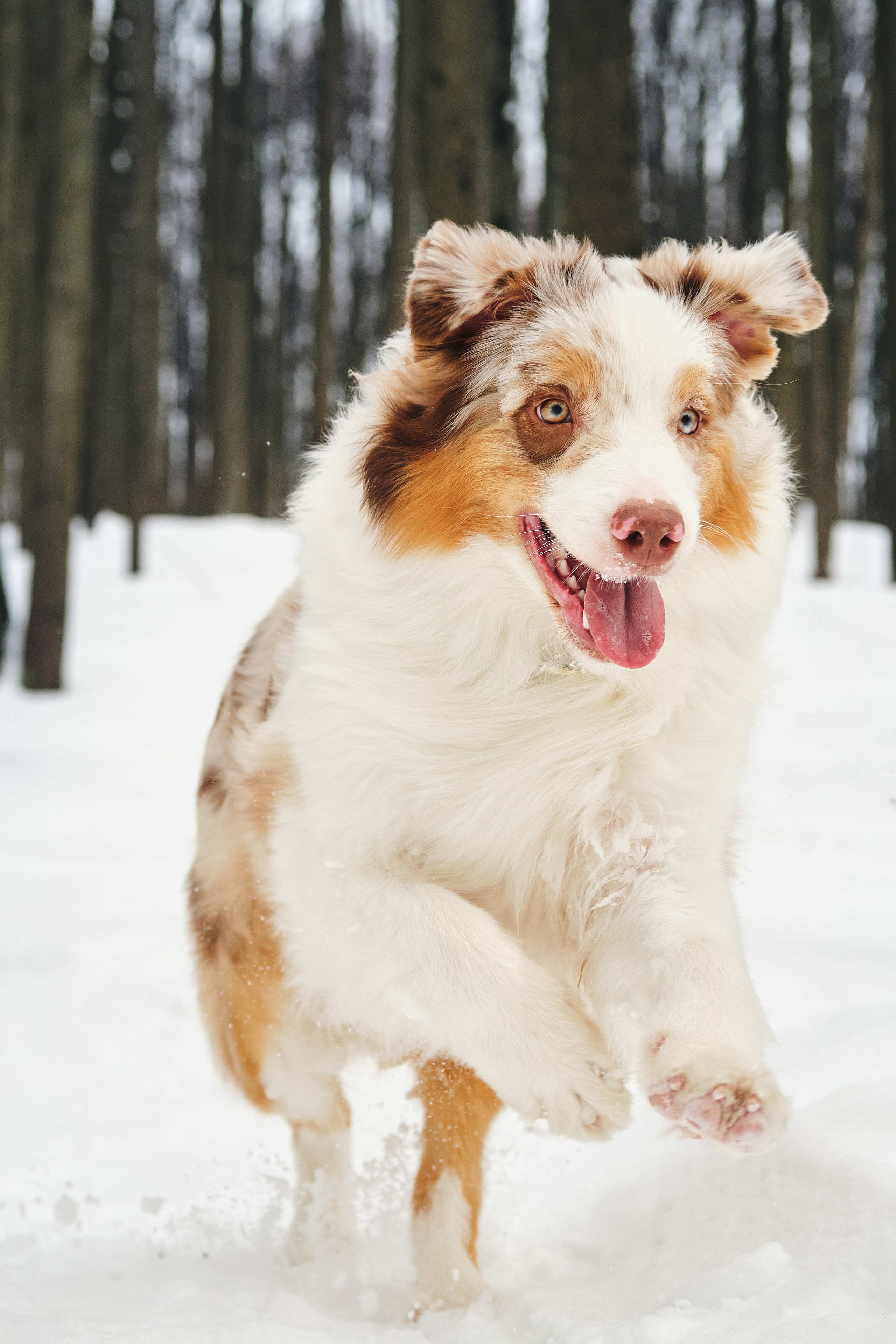 Фотосессия хозяйки с собакой. Профессиональный фотограф в Москве — Максим Дьяконов