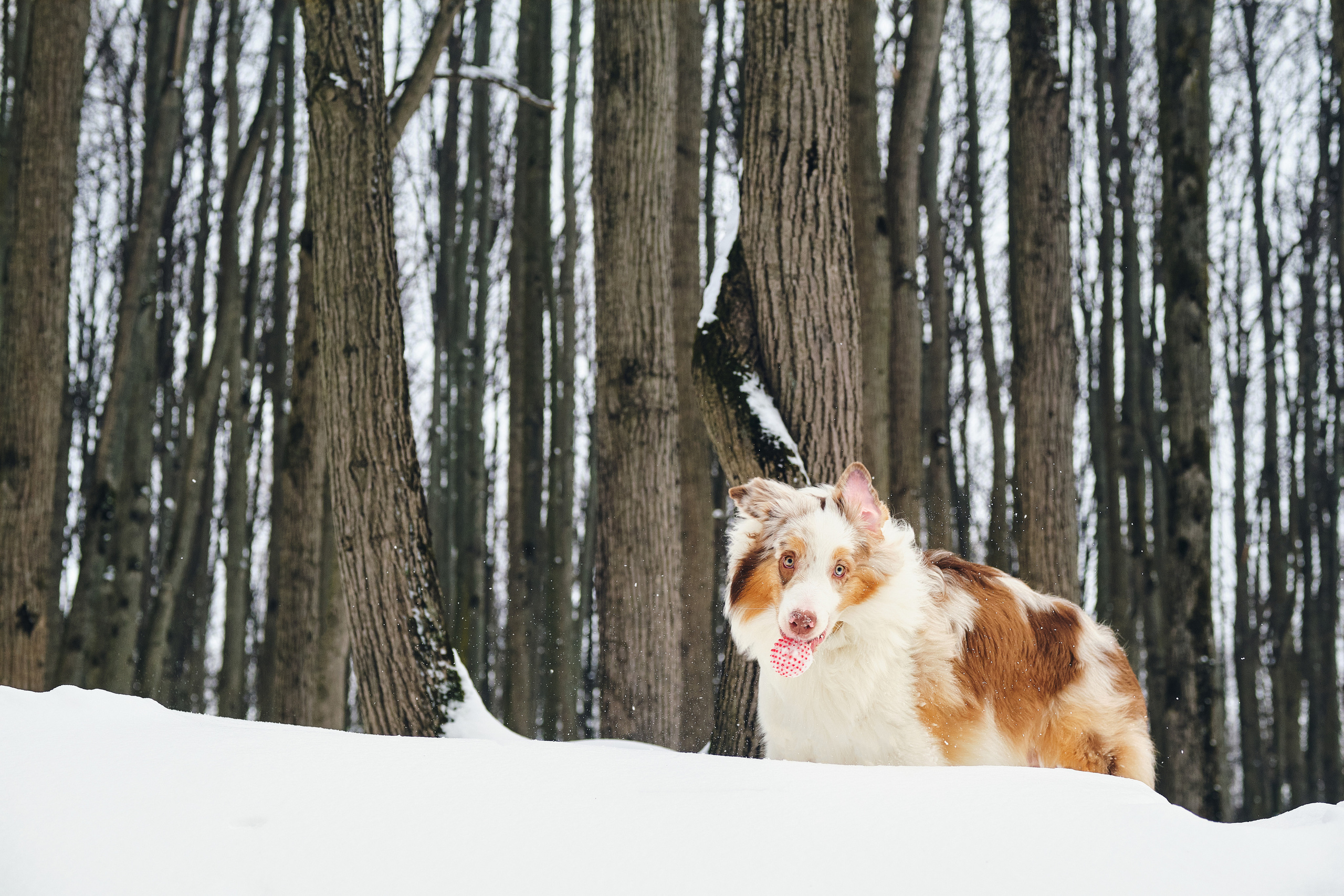 Фотосессия хозяйки с собакой. Профессиональный фотограф в Москве — Максим Дьяконов