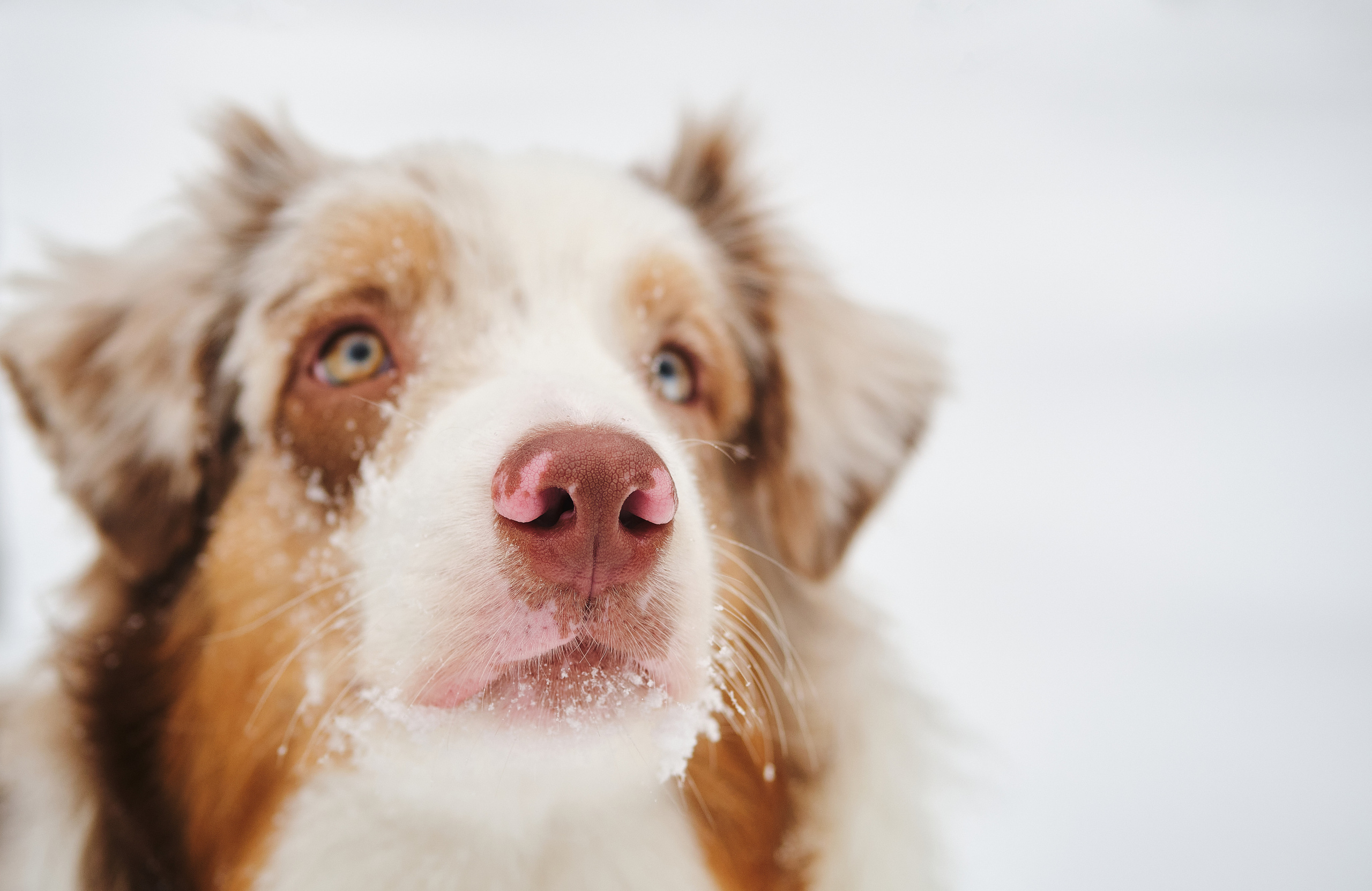 Фотосессия хозяйки с собакой. Профессиональный фотограф в Москве — Максим Дьяконов