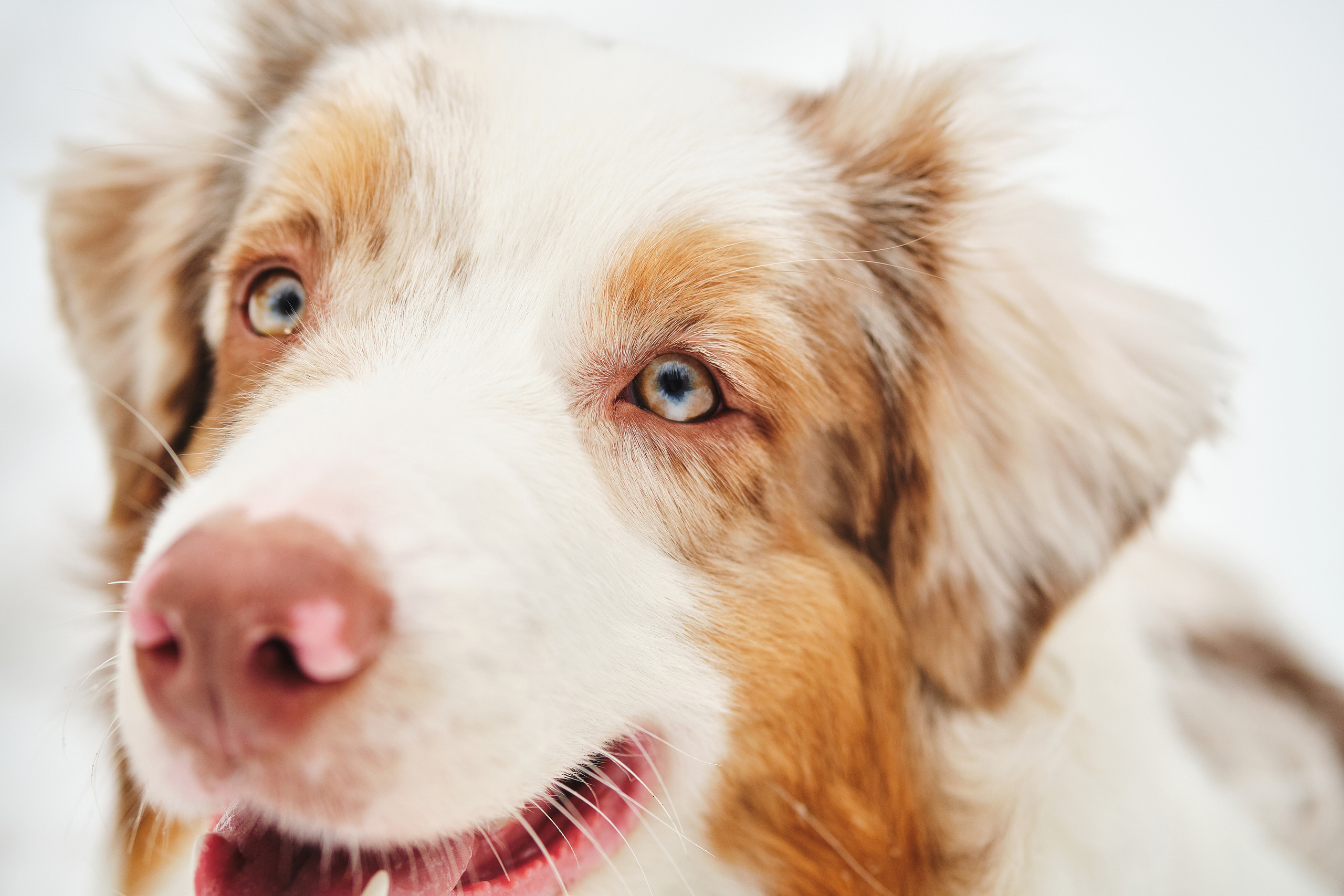 Фотосессия хозяйки с собакой. Профессиональный фотограф в Москве — Максим Дьяконов