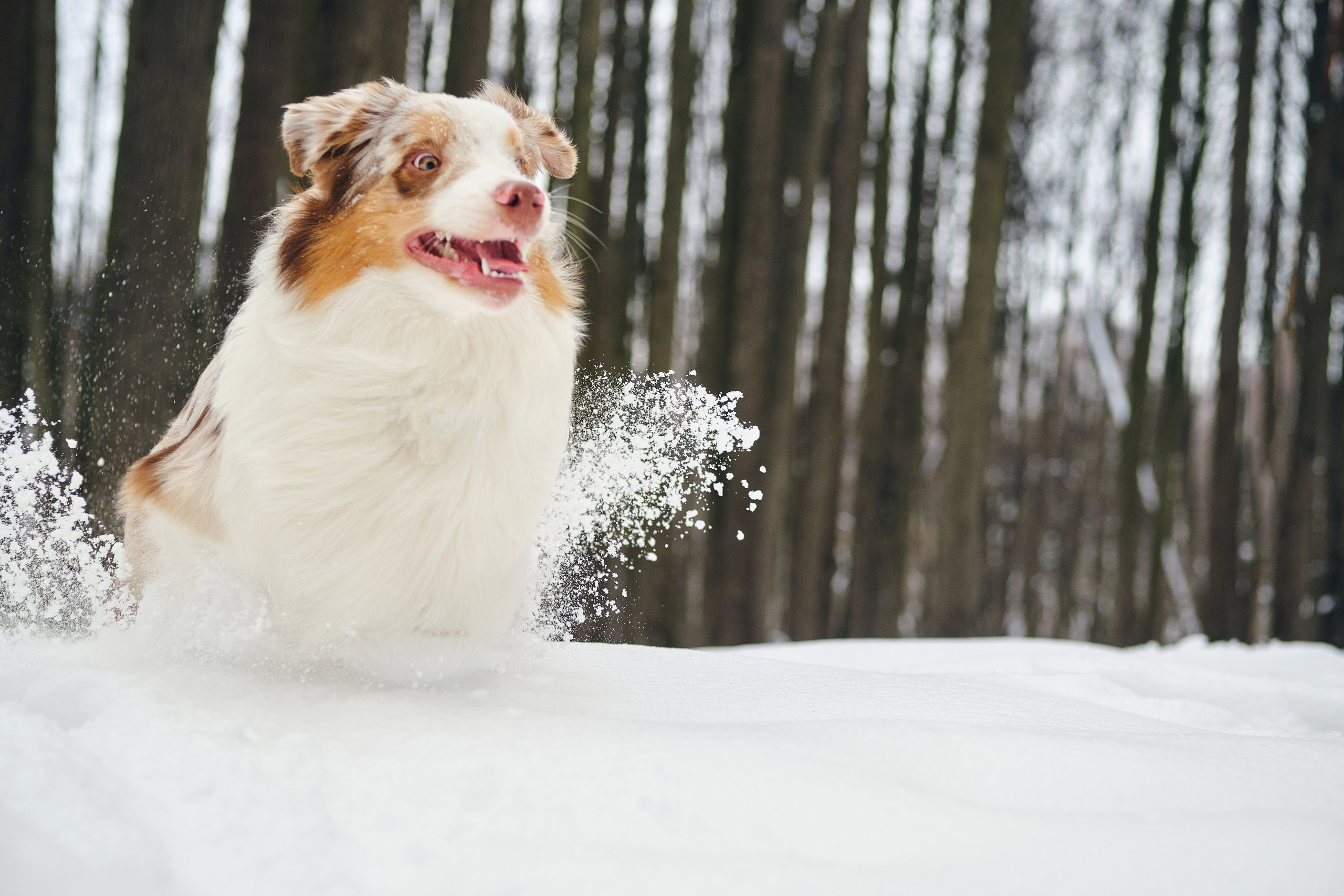 Фотосессия хозяйки с собакой. Профессиональный фотограф в Москве — Максим Дьяконов