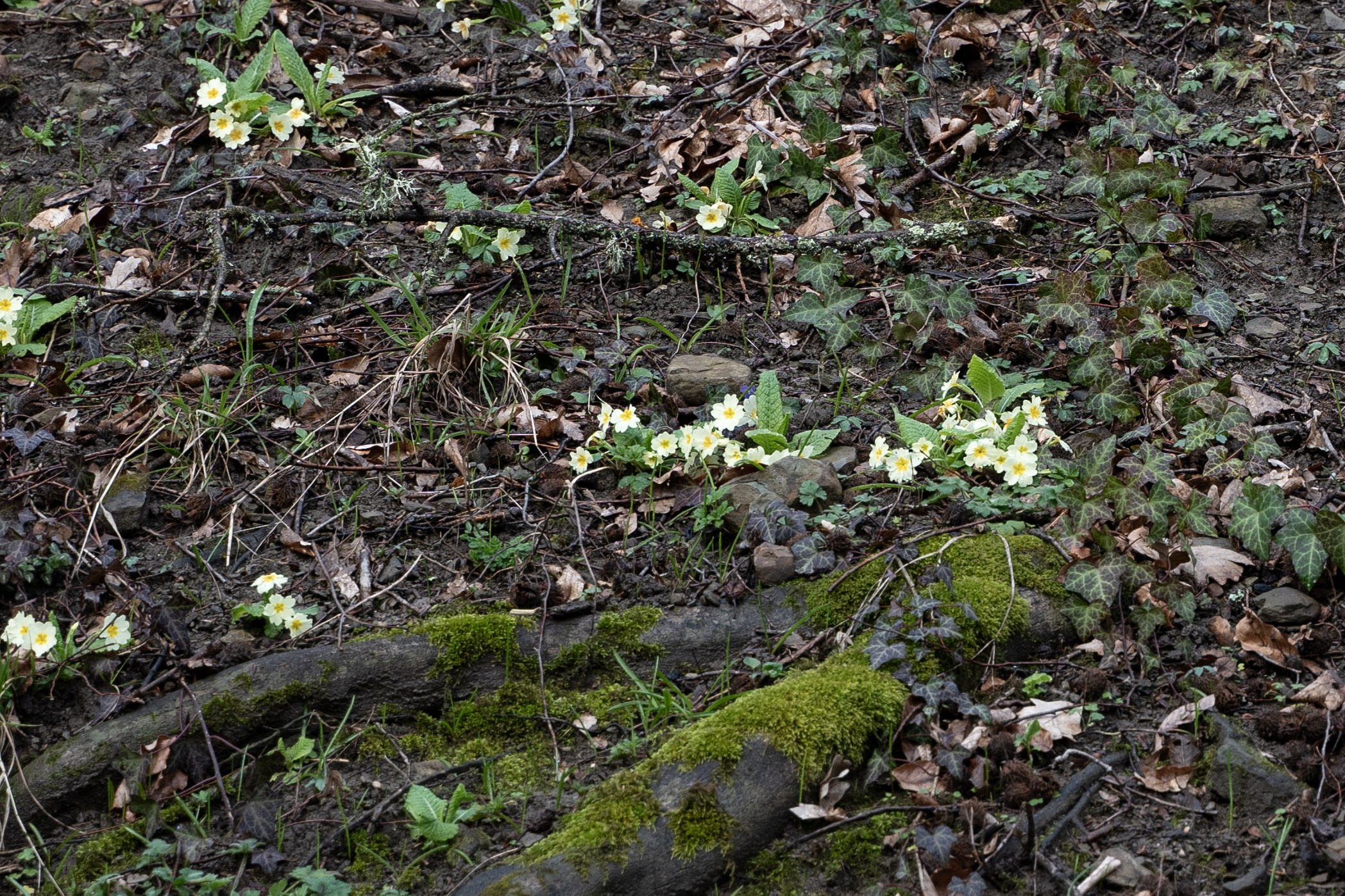 Свадьба Валерий и Светлана 25.03. Фотограф для маркетплейсов Wildberries и Ozon | Предметная и фуд-съёмка, инфографика и видео для брендов — Анастасия Супрунова