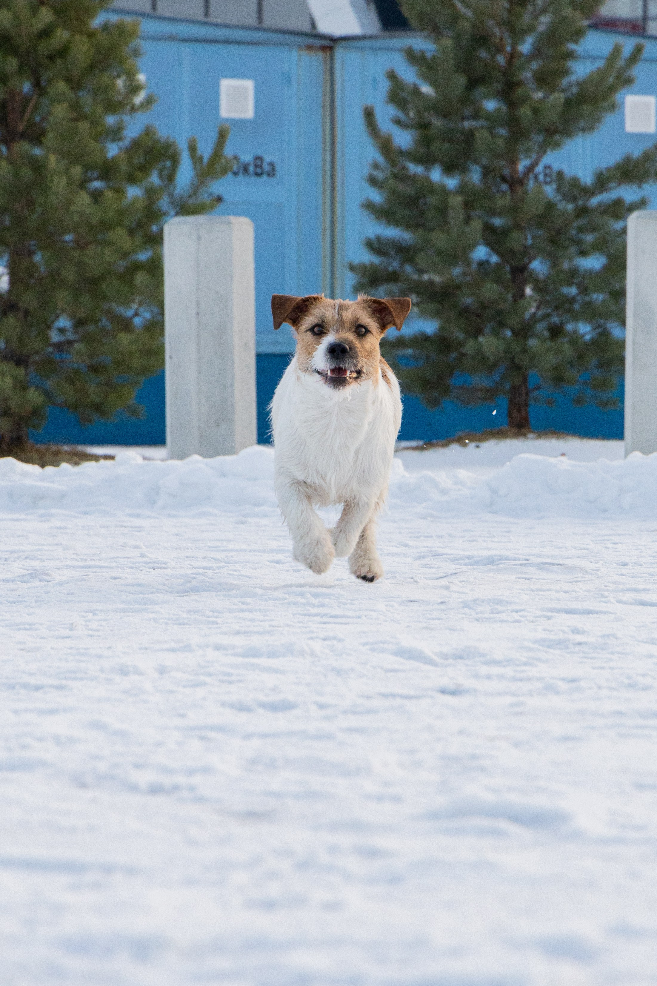 Фотосъёмка животных. Профессиональная коммерческая, промышленная и репортажная фотосъёмка для бизнеса