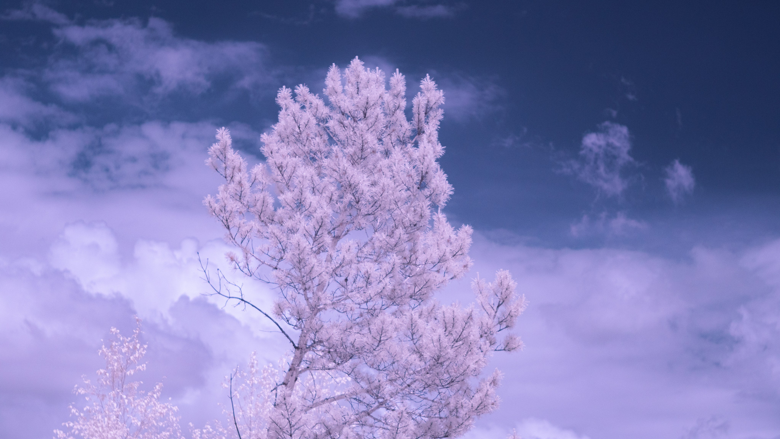 Infrared. AThumbnails