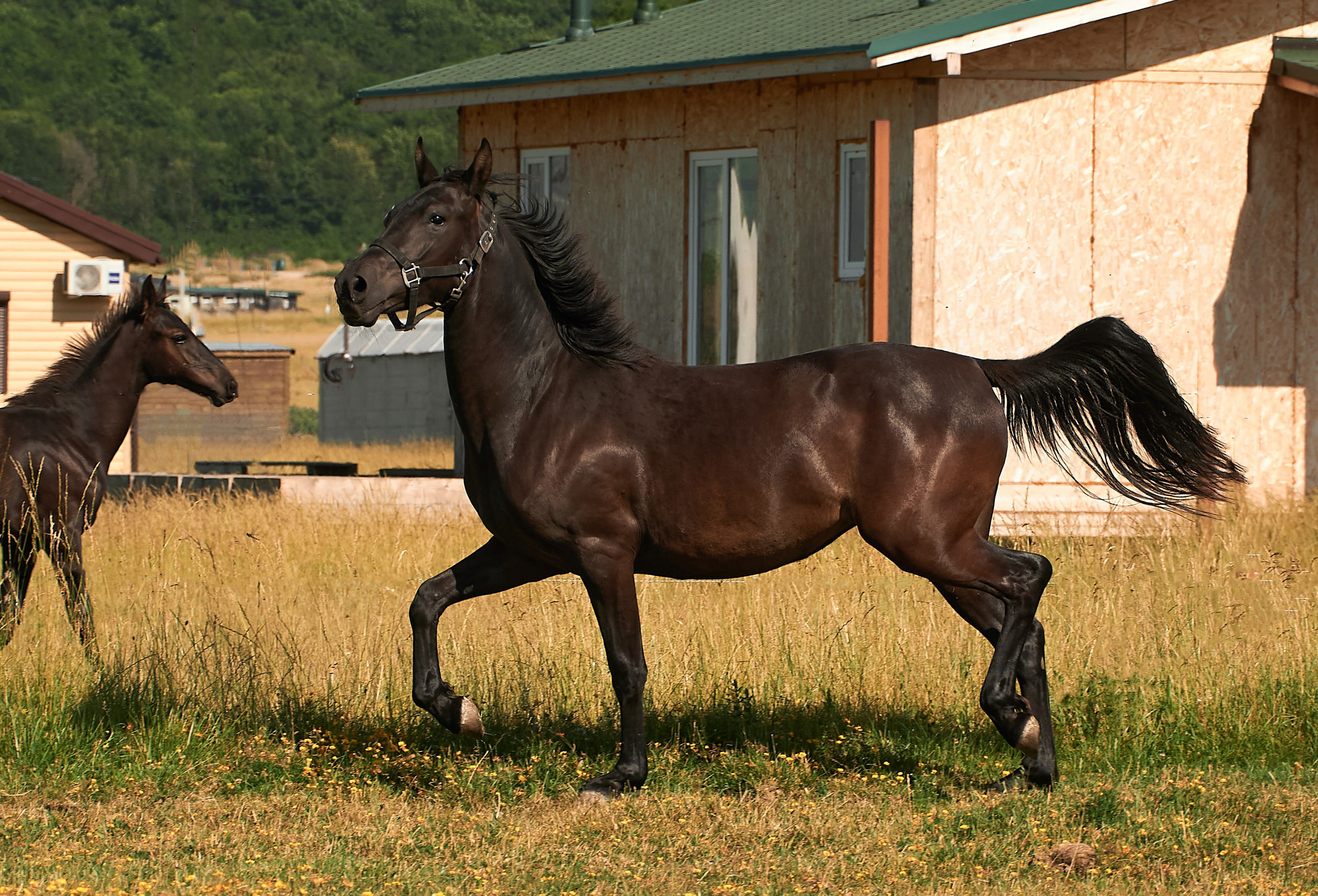 Изя. Фотограф в Севастополе