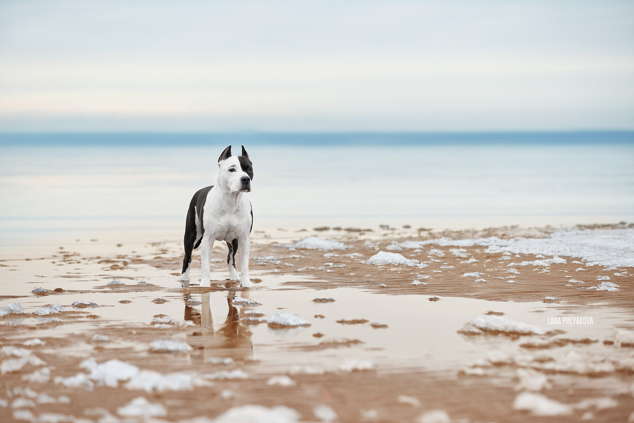 Ошибки кадрирования у новичков (и как их исправить). ФОТОГРАФ-АНИМАЛИСТ l LANA POLYAKOVA