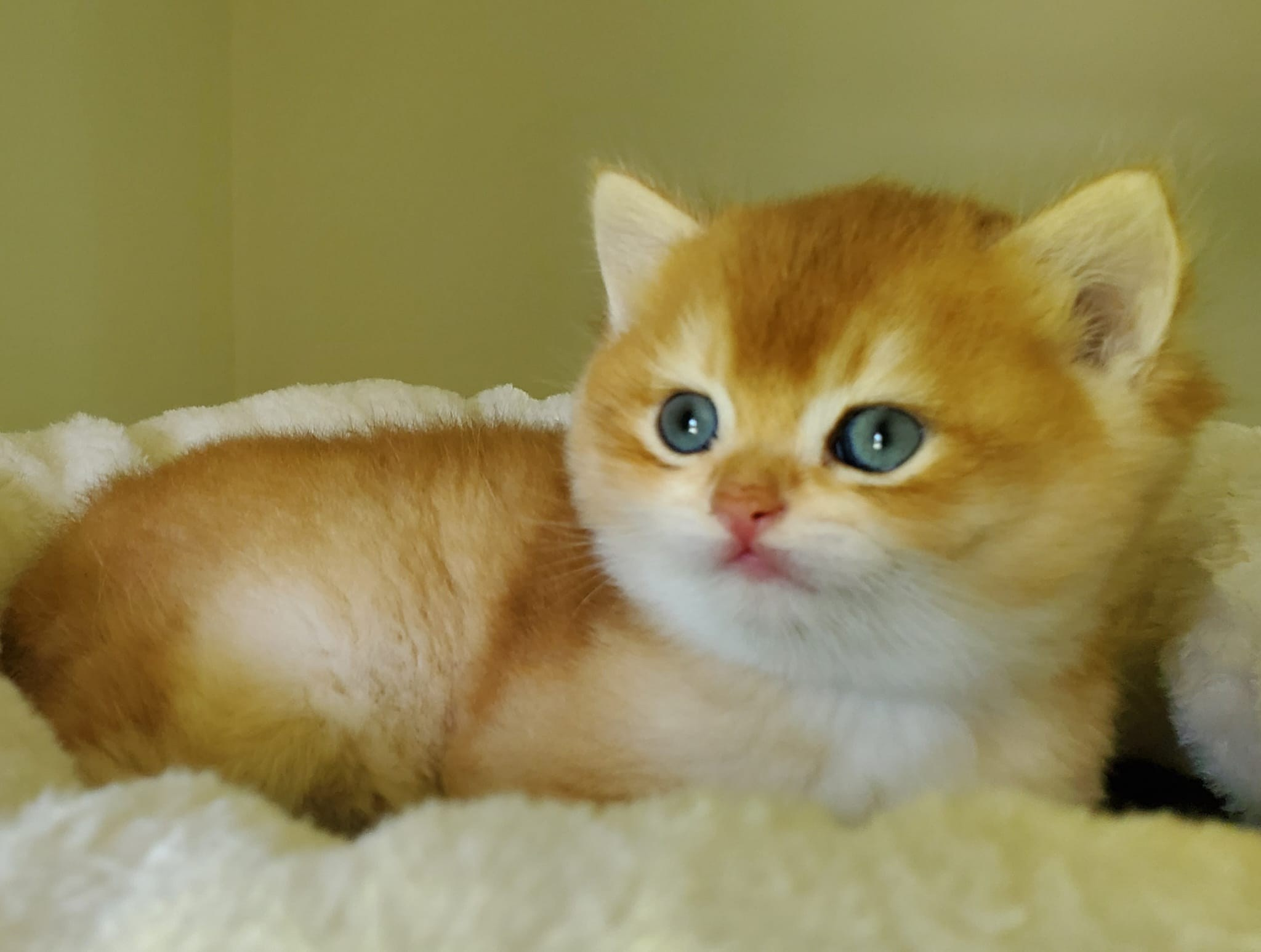 Bari, male, DB-03.23.25, sold. British shorhair Cats