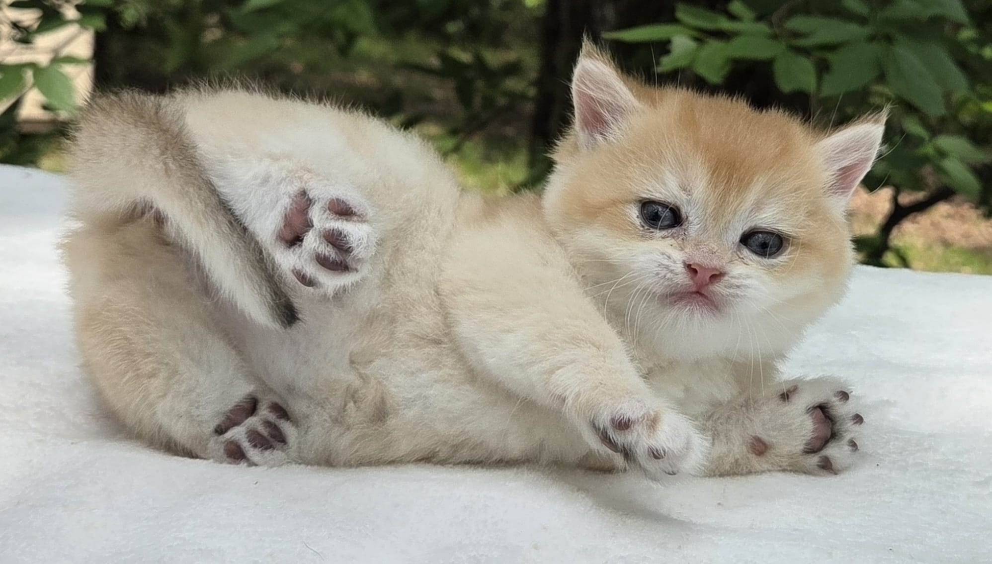 Kira, female, DB- 03.25.26, $1399. British shorhair Cats