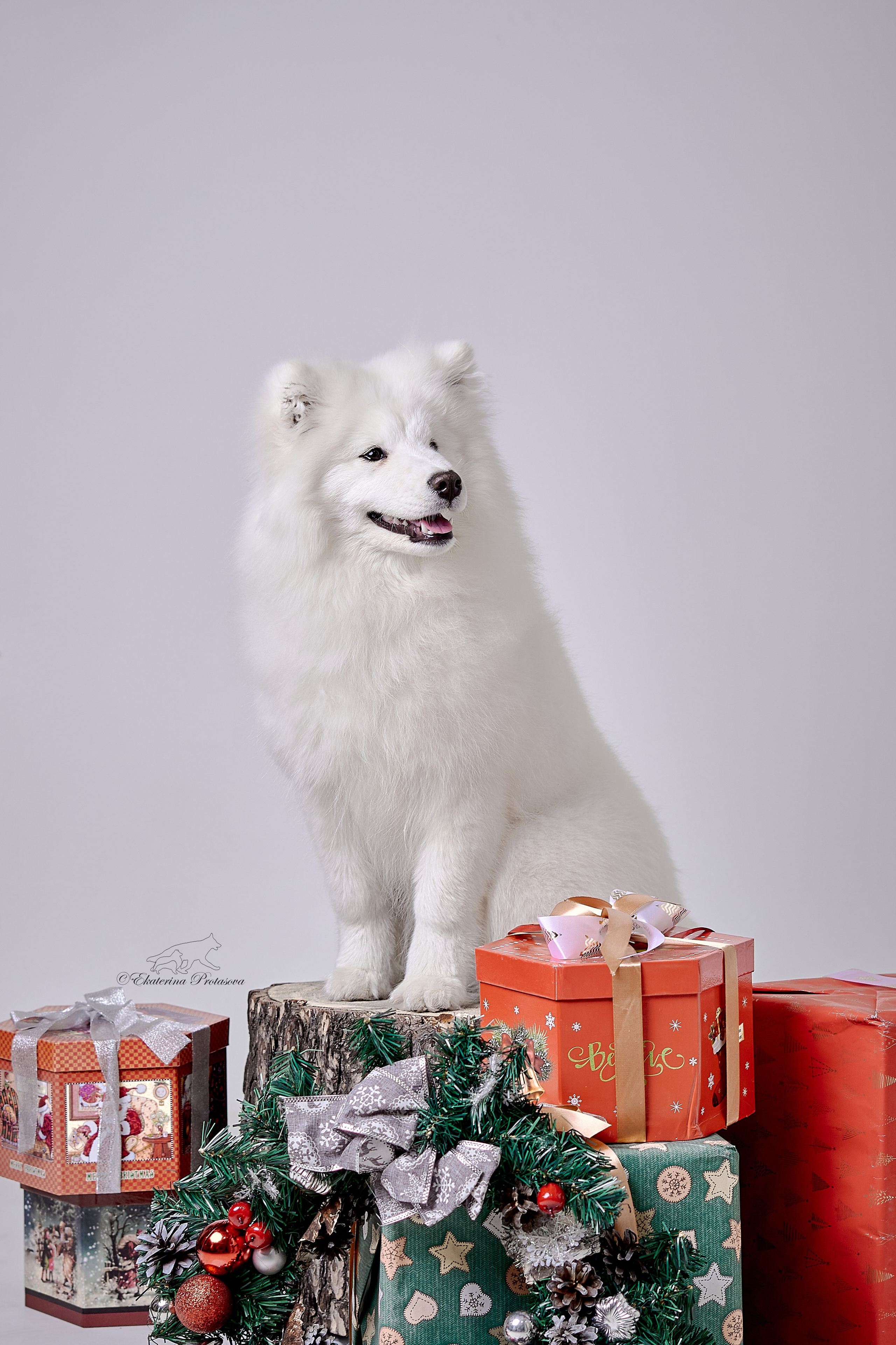 Новогоднее. Фотограф-анималист в Иркутске