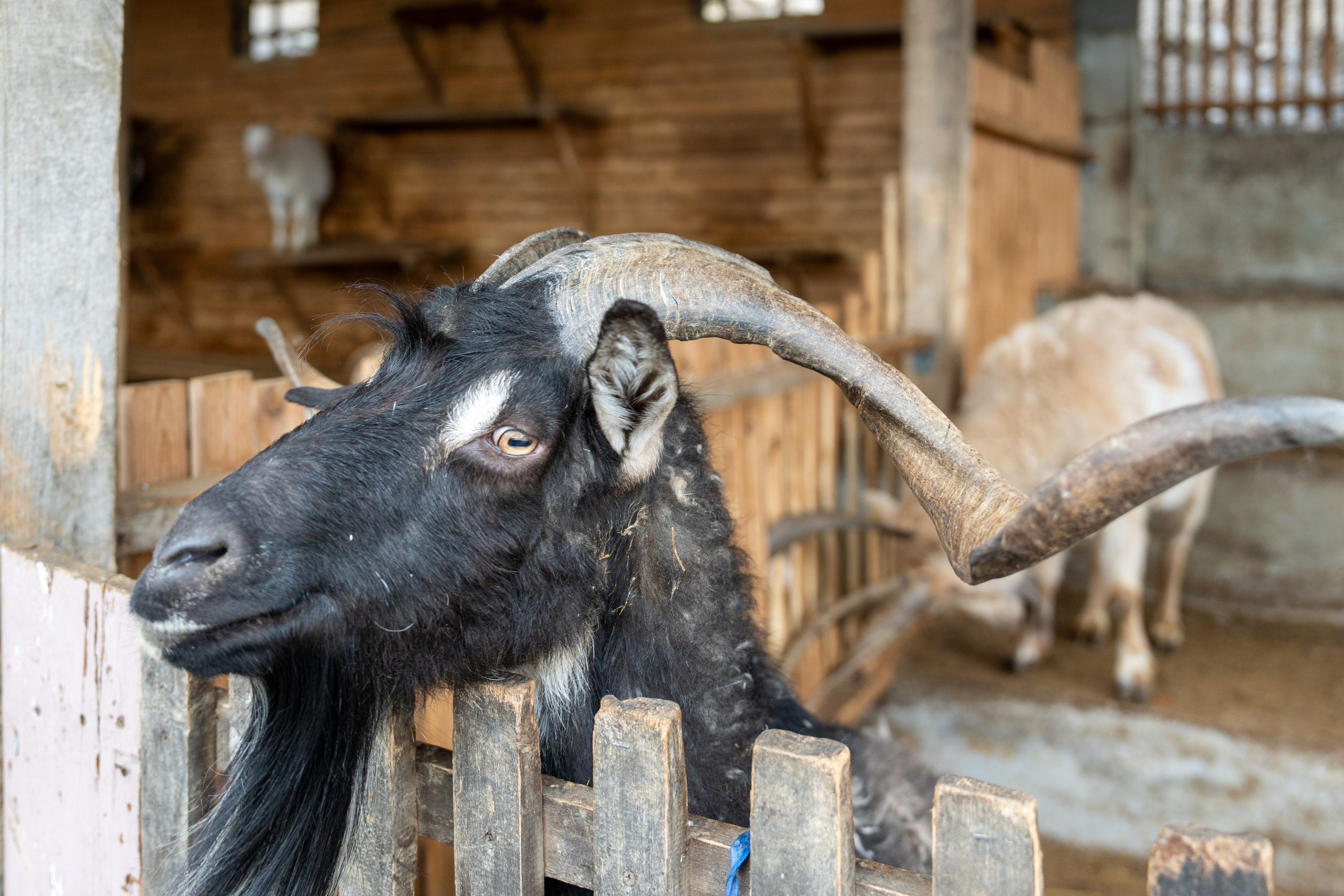 MICE мероприятие на ферме Экзархо. Репортажный фотограф в Красной Поляне и Сочи Павлюченко Екатерина