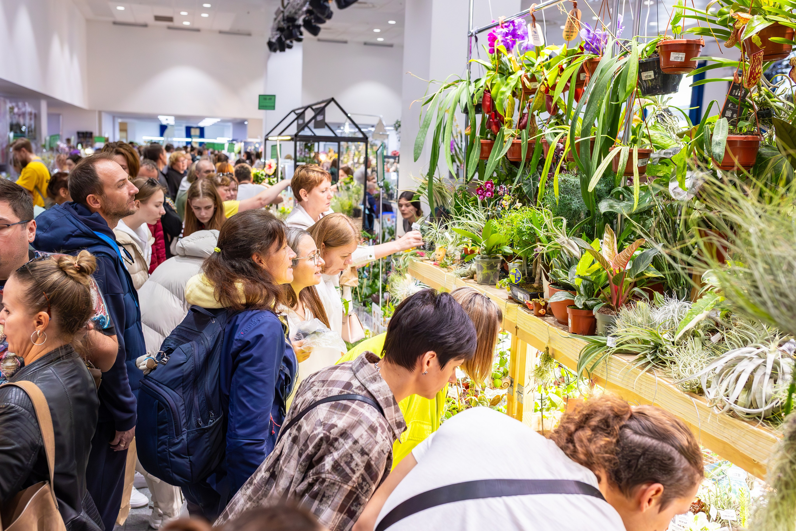 Орхидиум сентябрь 2025. Александра Куликова фотограф, Москва