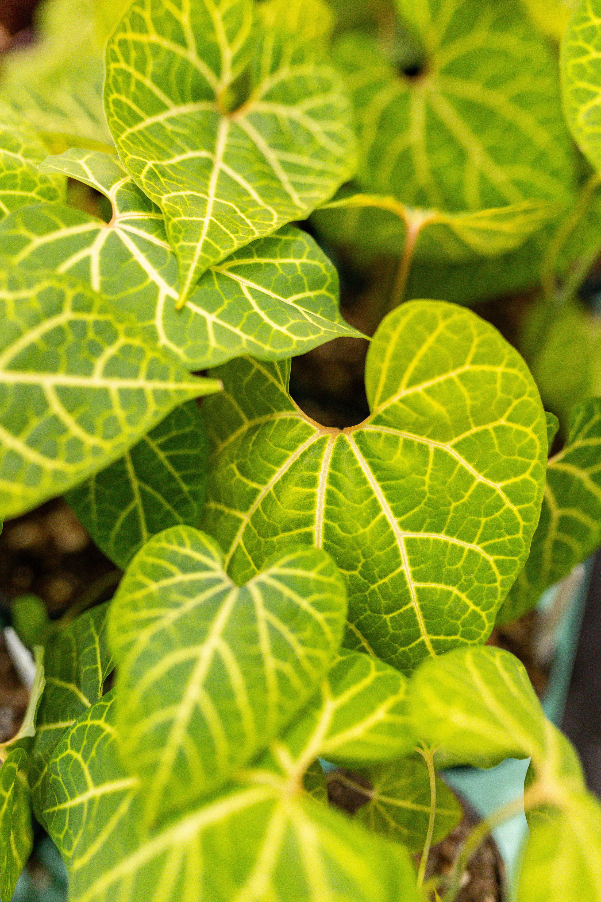 Орхидиум сентябрь 2025. Александра Куликова фотограф, Москва