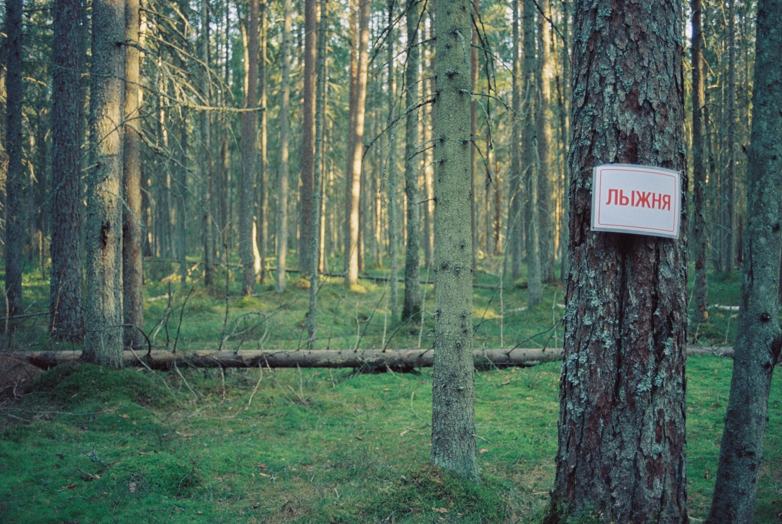 Плёночная весна 2025. Илья Михачёв Фотограф ПРО людей