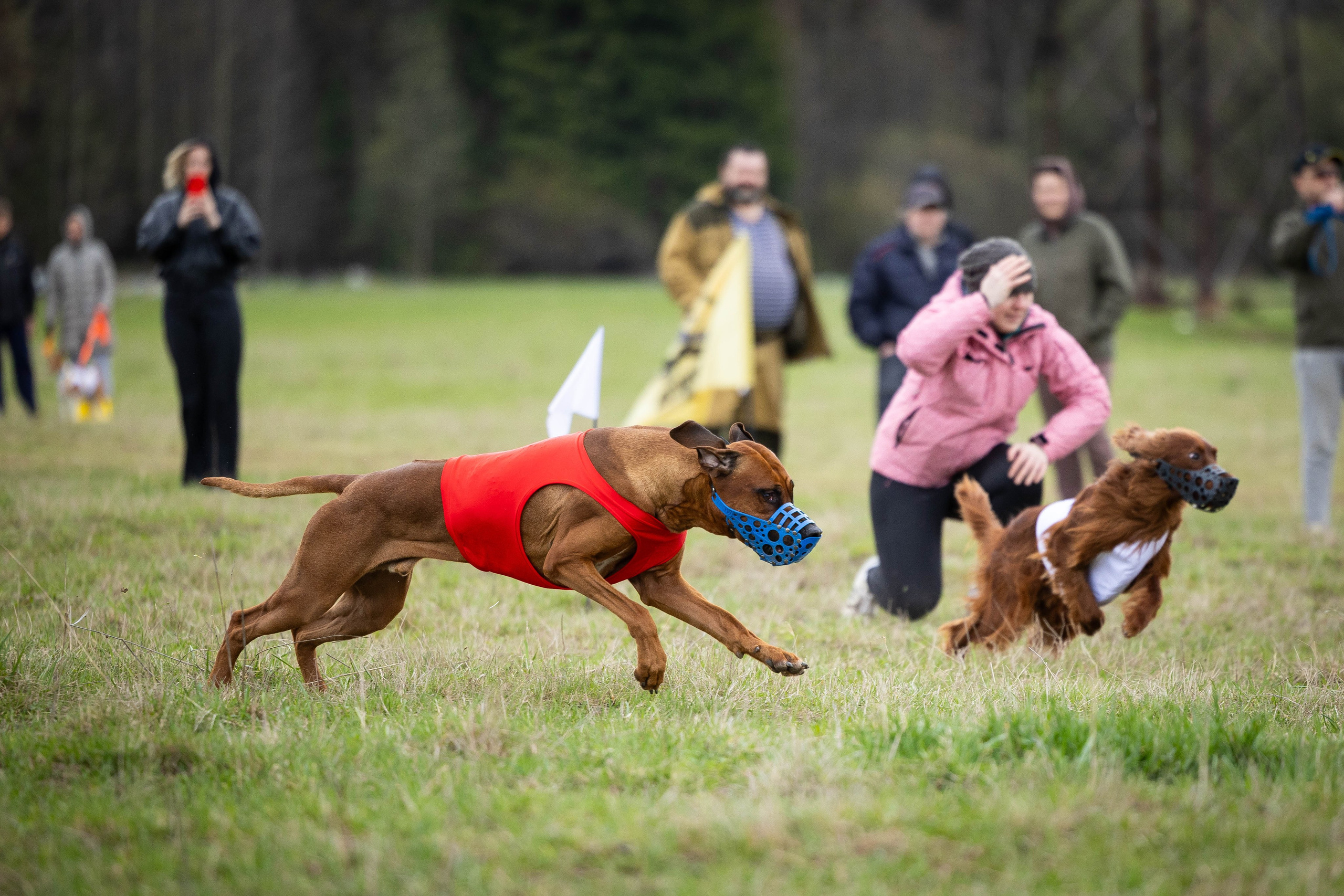 Курсинг. Фотограф Анималист в Перми Анастасия Остерман