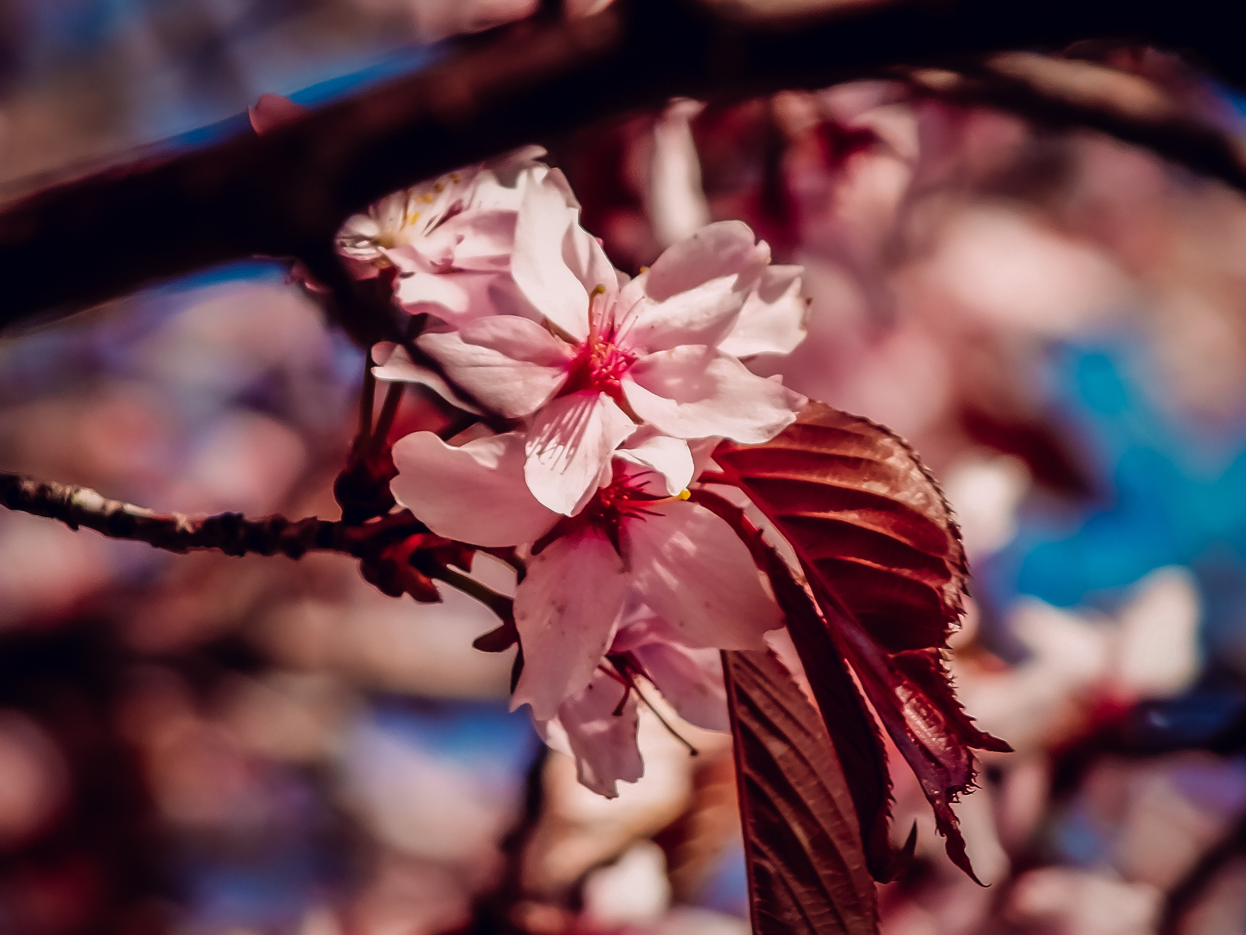Fuji. Портретный фотограф DanilNabody