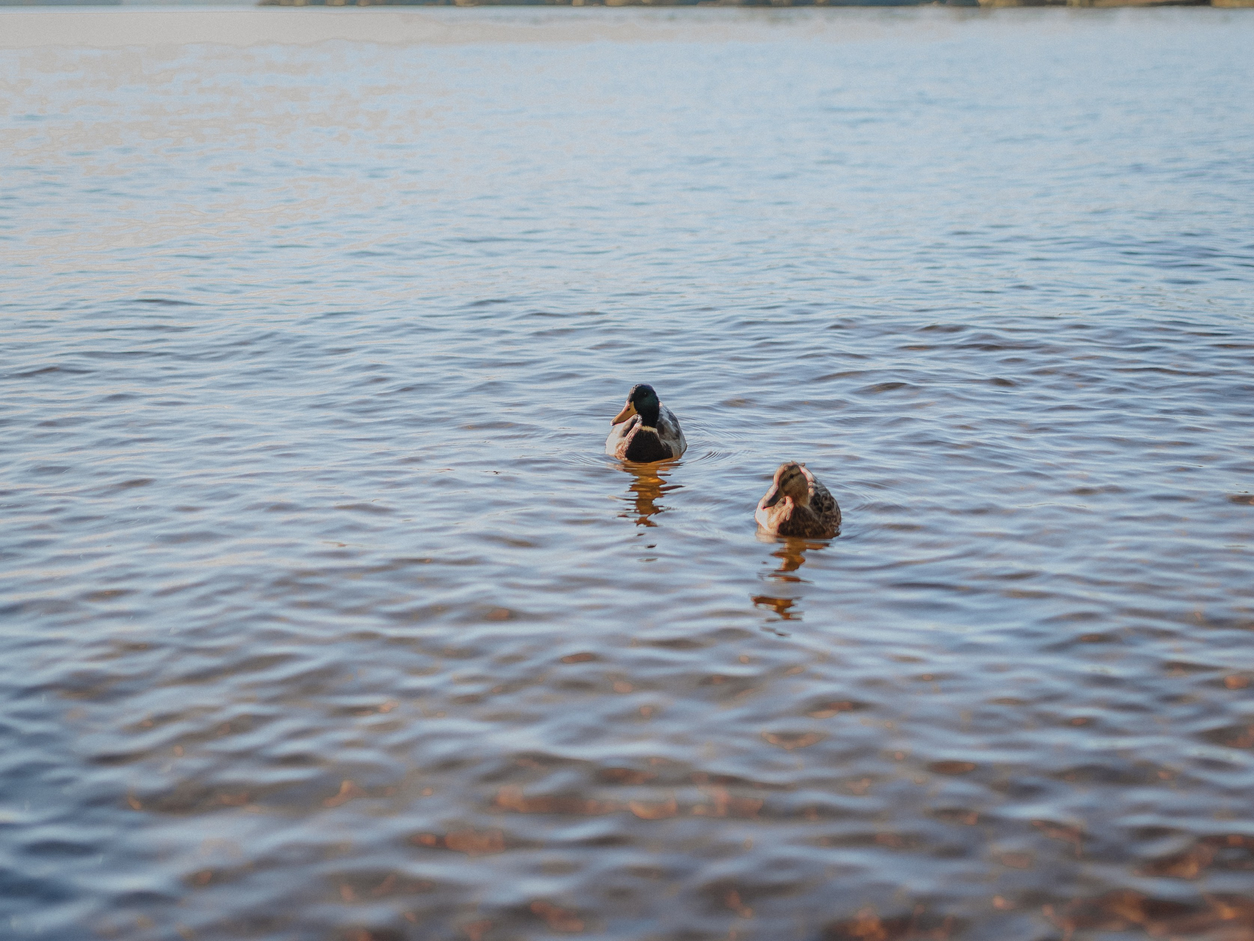 ОСЕННЯЯ. Фотограф Анастасия Гончарова