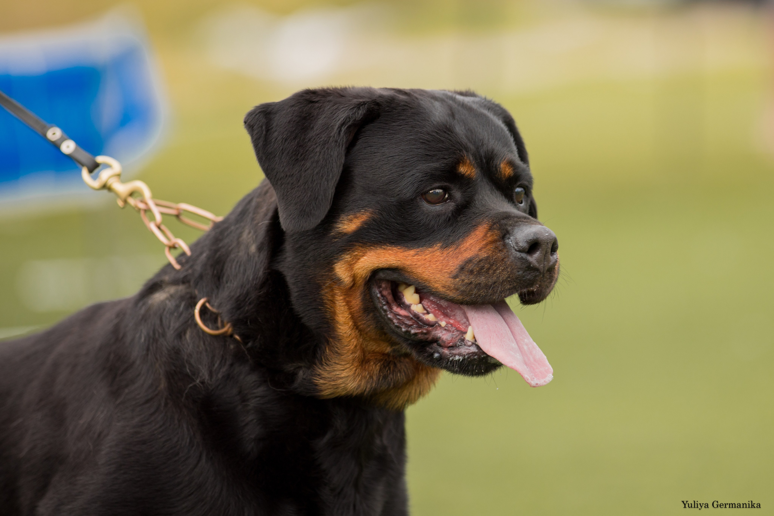 Анапа 16-17.09.2023 моно ротвейлеров. Фотограф-анималист Юлия Германика