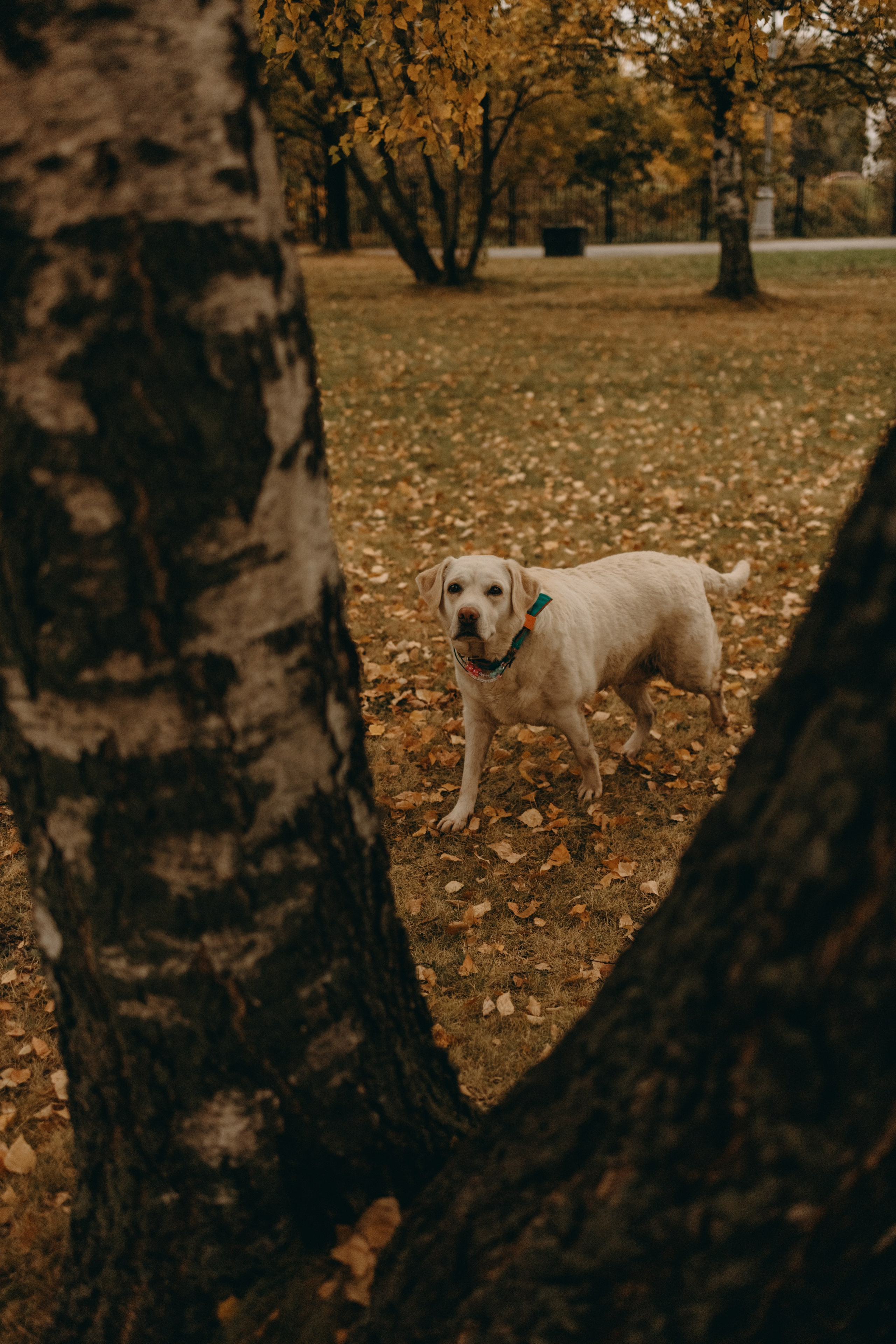 Женя и ее девочки. Фотограф — Анималист | Санкт-Петербург