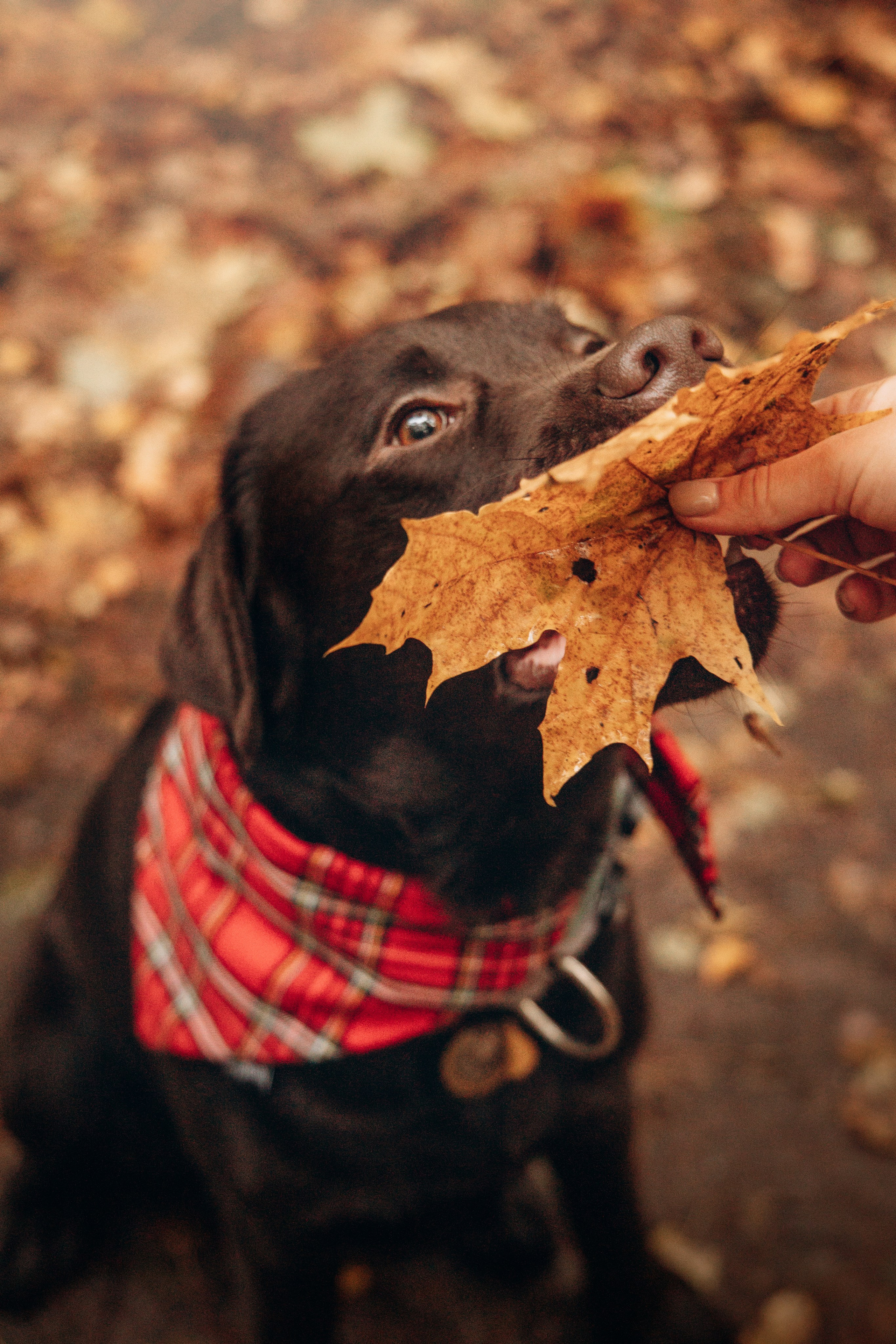 Арина и Сэмми. Фотограф — Анималист | Санкт-Петербург