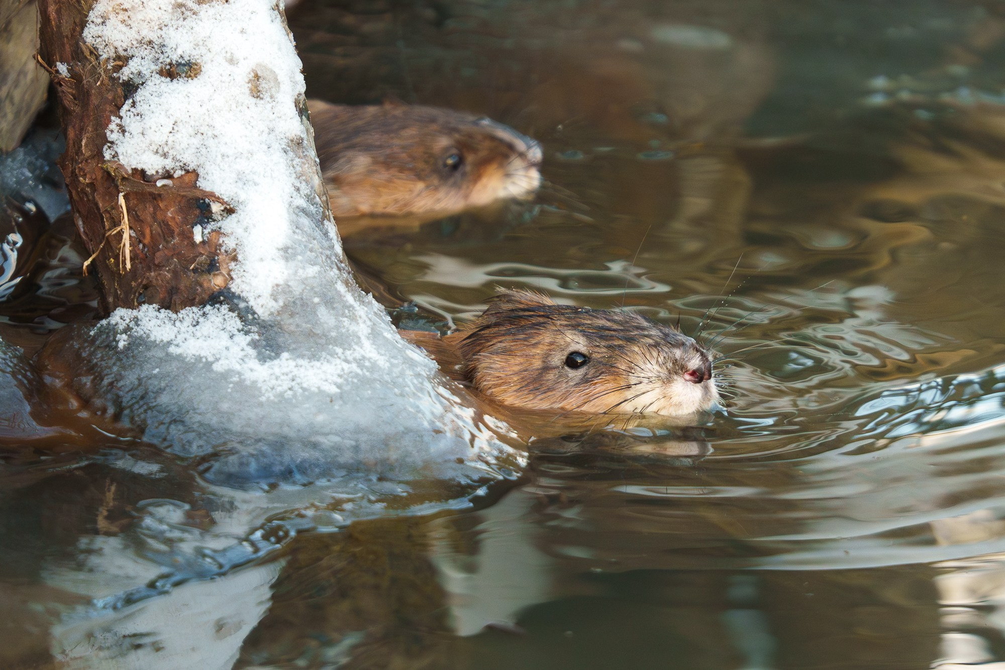 Животные. Ваш личный фотограф Марина Волкова