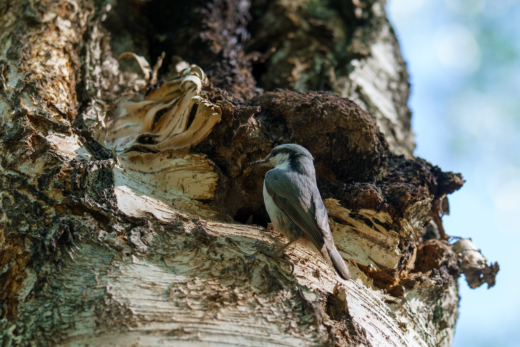 Удивительные мир птиц. Вокруг нас столько прекрасного — присмотритесь!. Ваш личный фотограф Марина Волкова