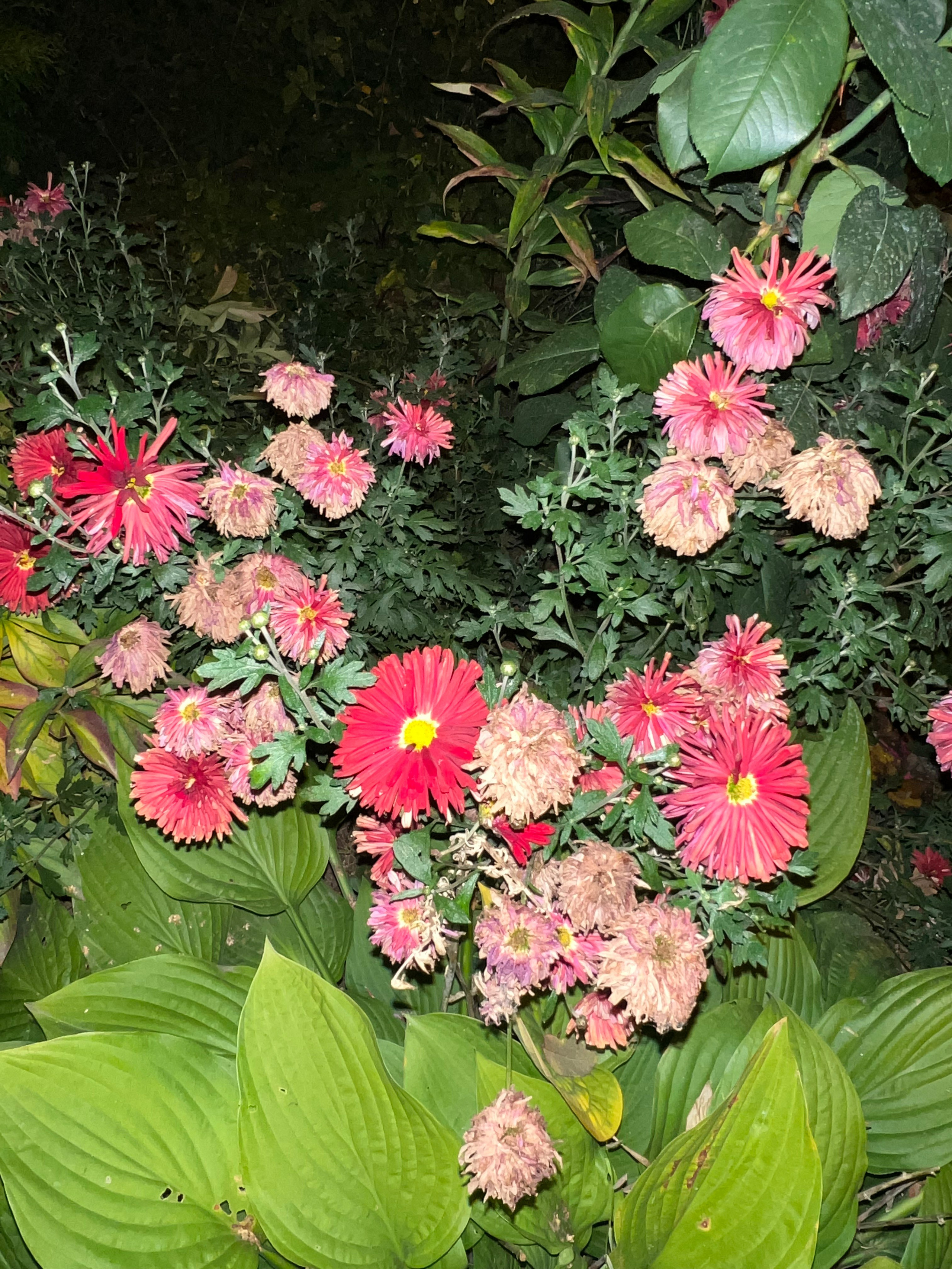 Цветы ночи. Анна Хвалина