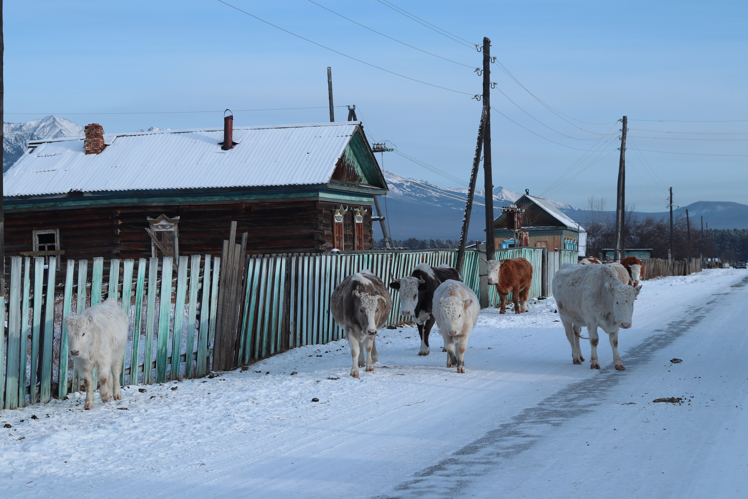 Аршан. Январь 2024. Путешественник-фотограф из Санкт-Петербурга Татьяна Свистулина