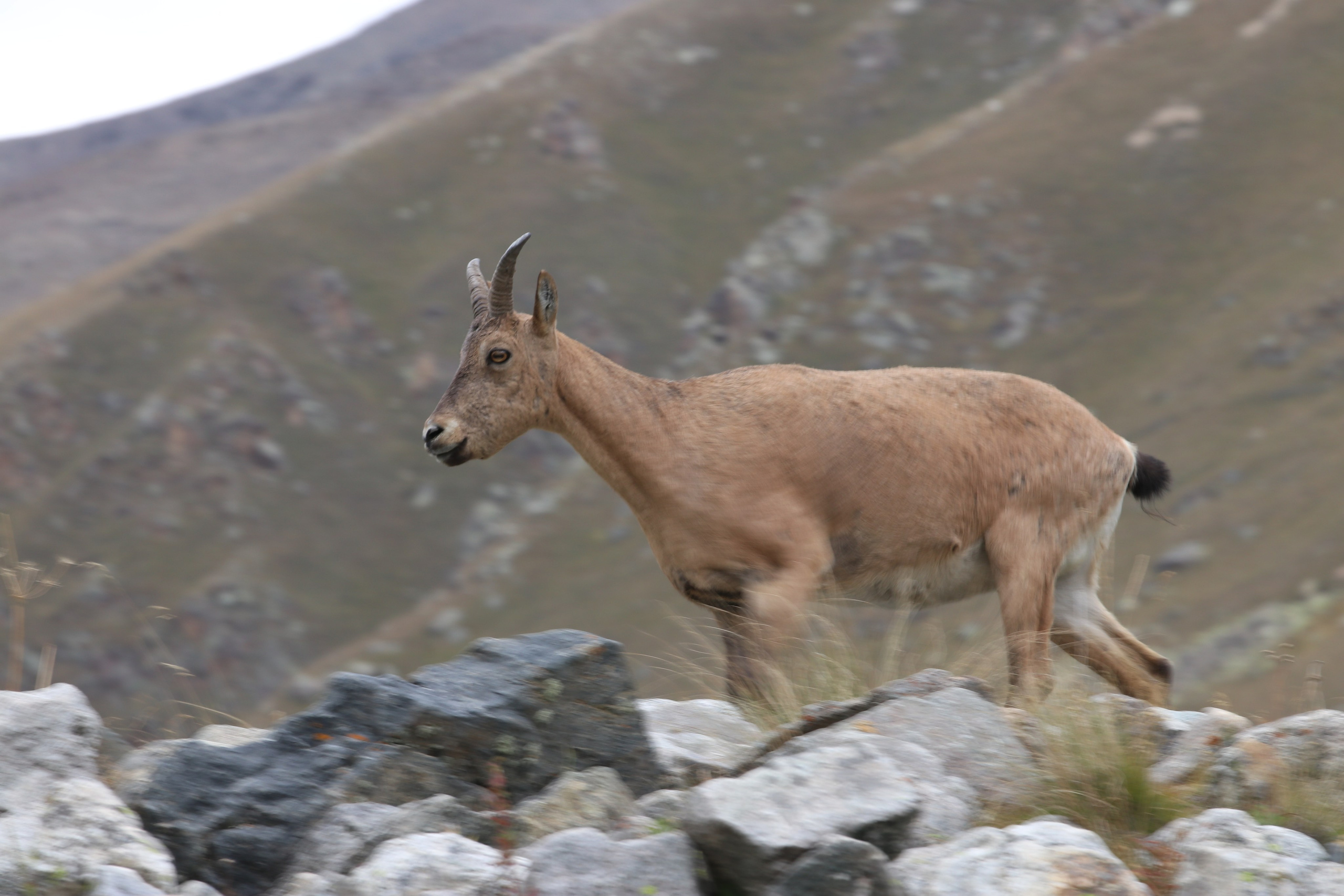 Приэльбрусье. Сентябрь 2023. Путешественник-фотограф из Санкт-Петербурга Татьяна Свистулина