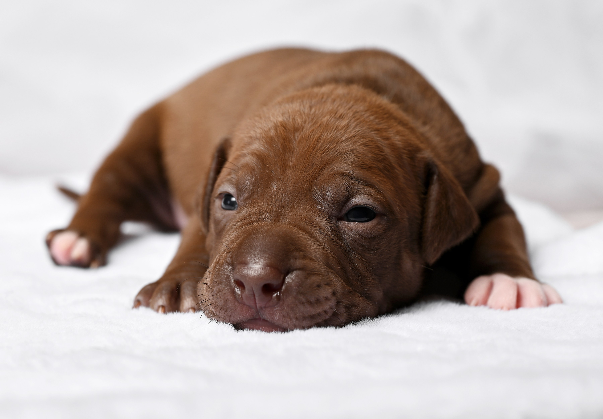 Фотосессия собак, щенков,. Предметная фото и видеосъемка в Саратове| Профессиональный фотограф