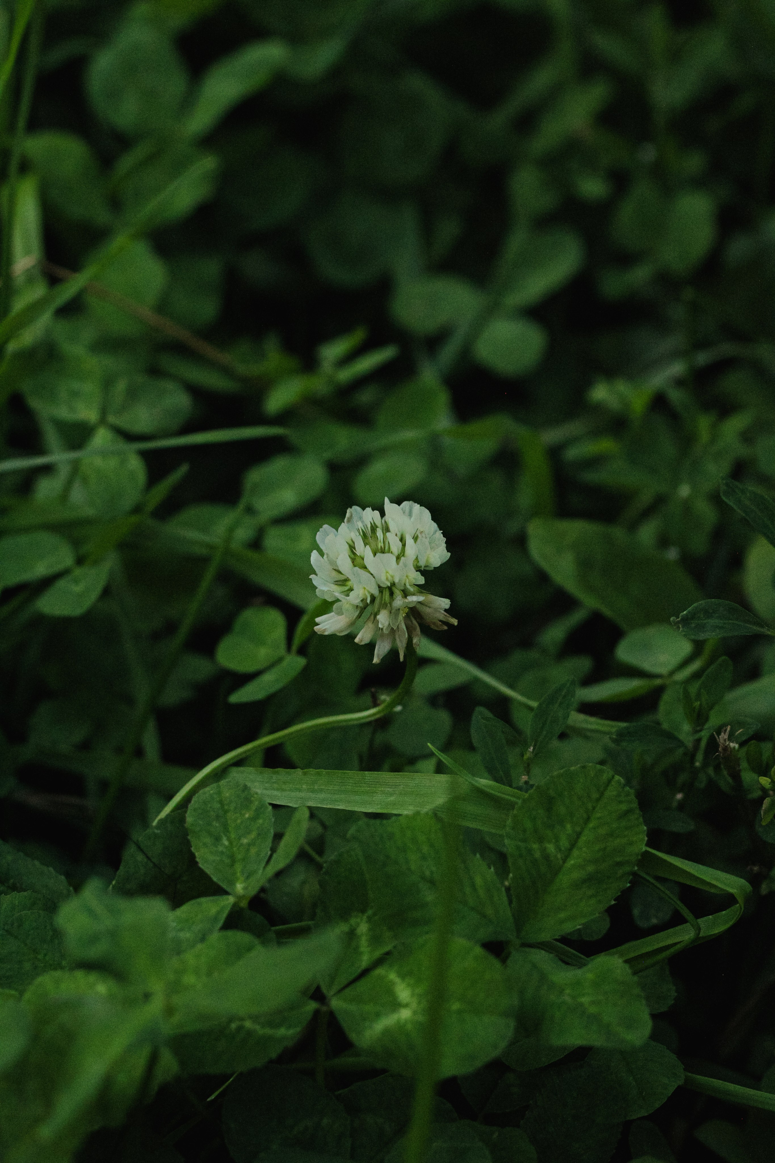 Парк у дома. Фотограф Москва, портрет, стрит, репортаж. Художественная фотосессия