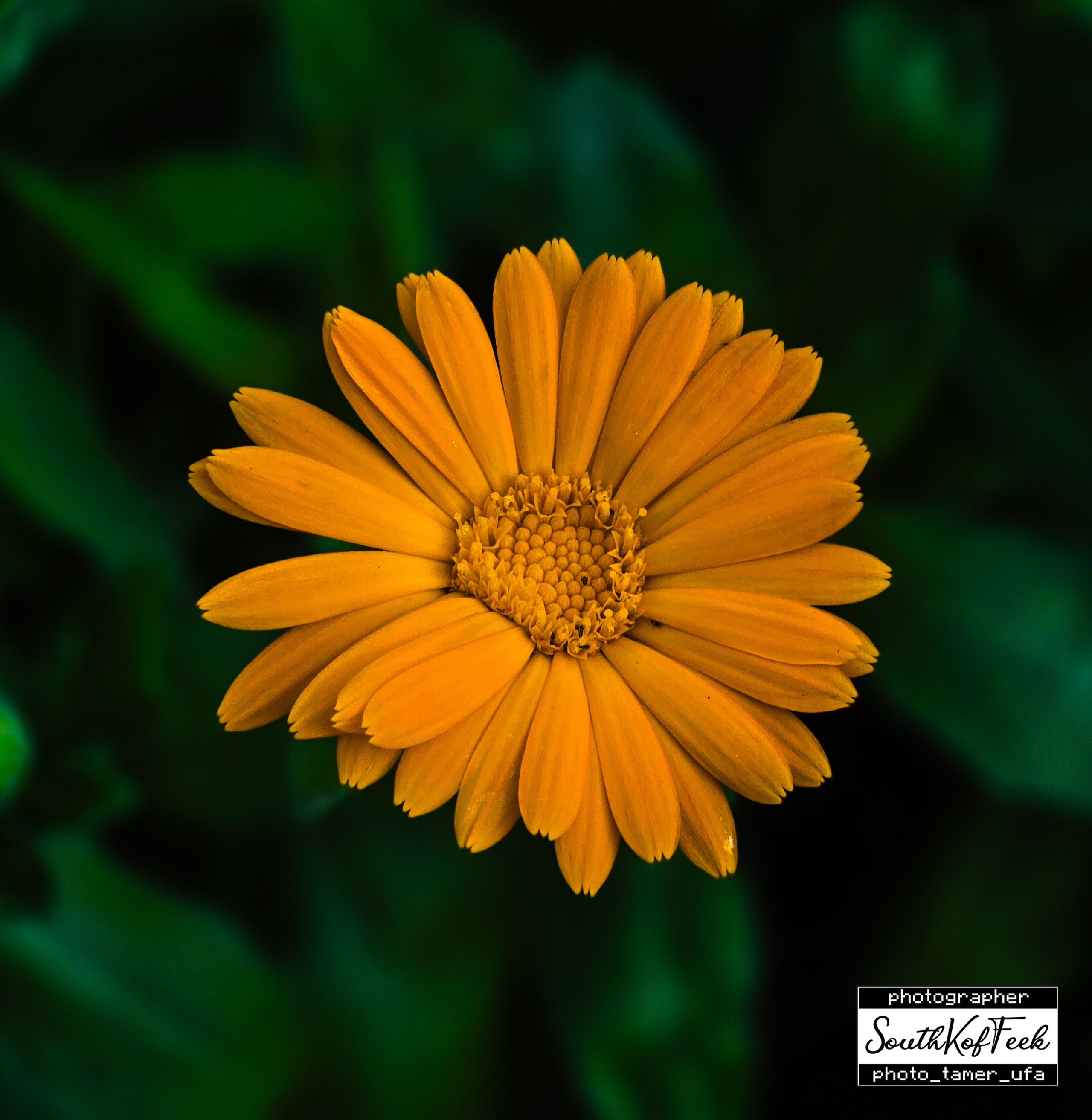 Цветы?. Photo Tamer Ufa