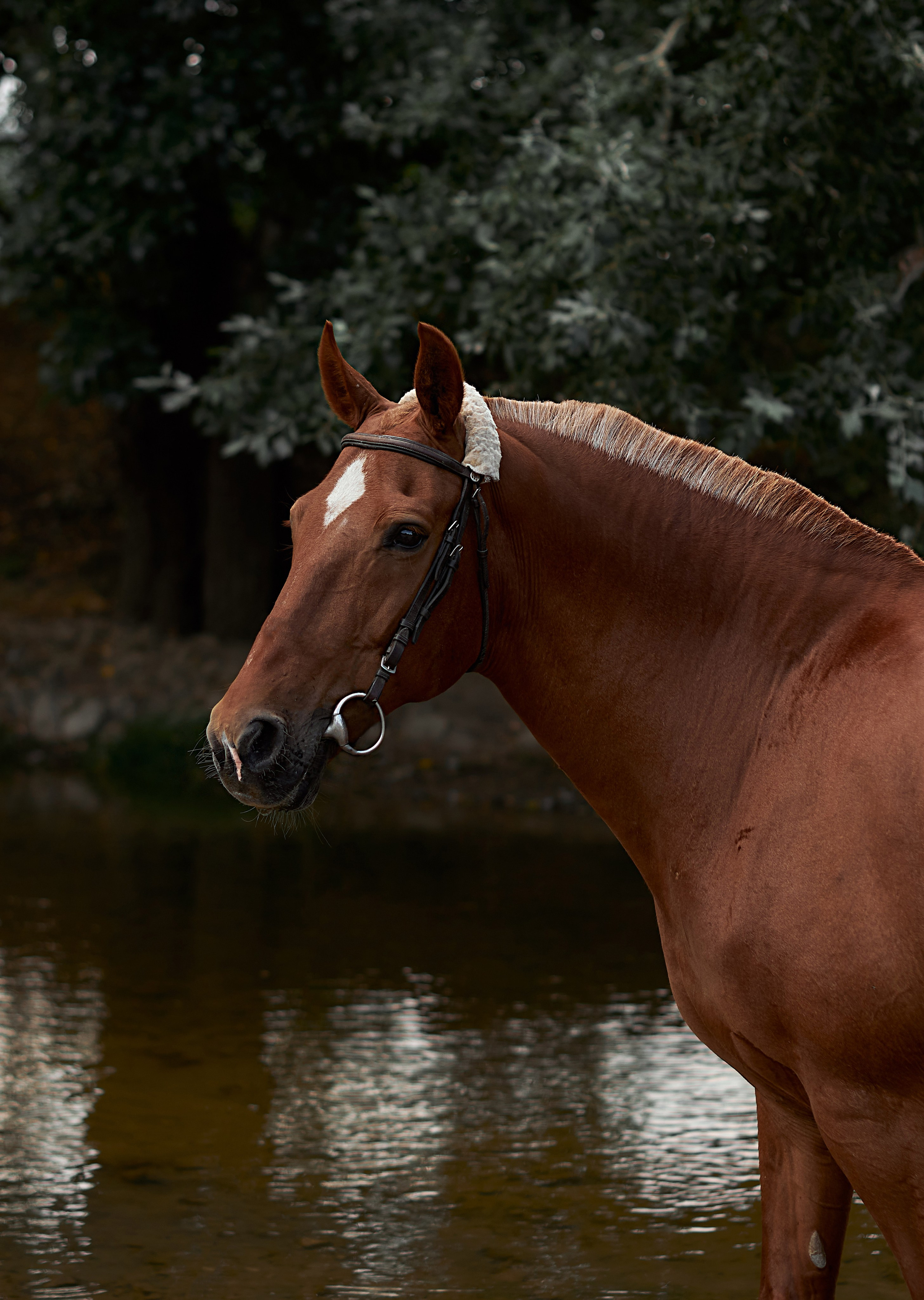 Касандра. Фотограф в Севастополе