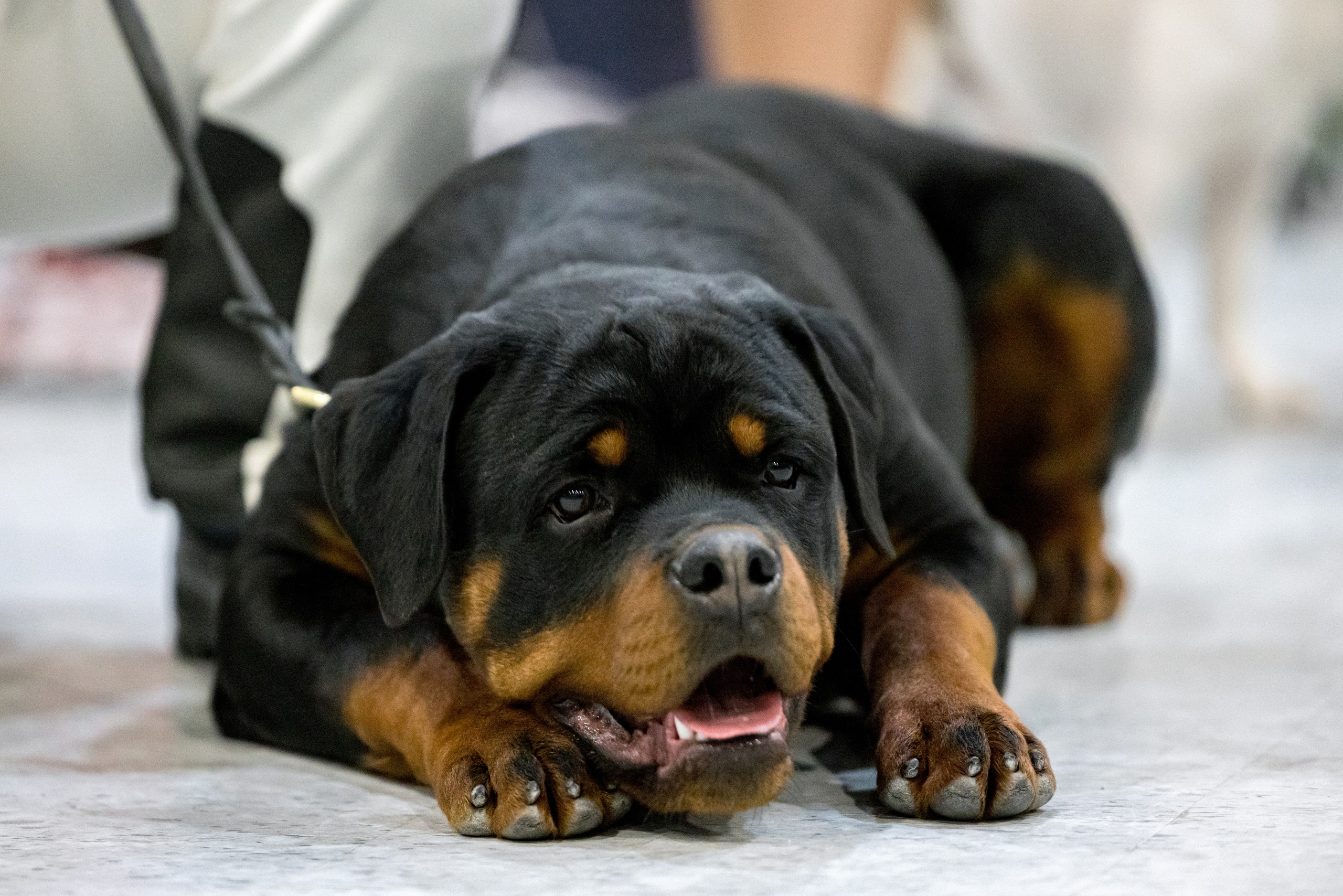 Крокус 3,9 и 10.12.2023. Фотограф-анималист Юлия Германика