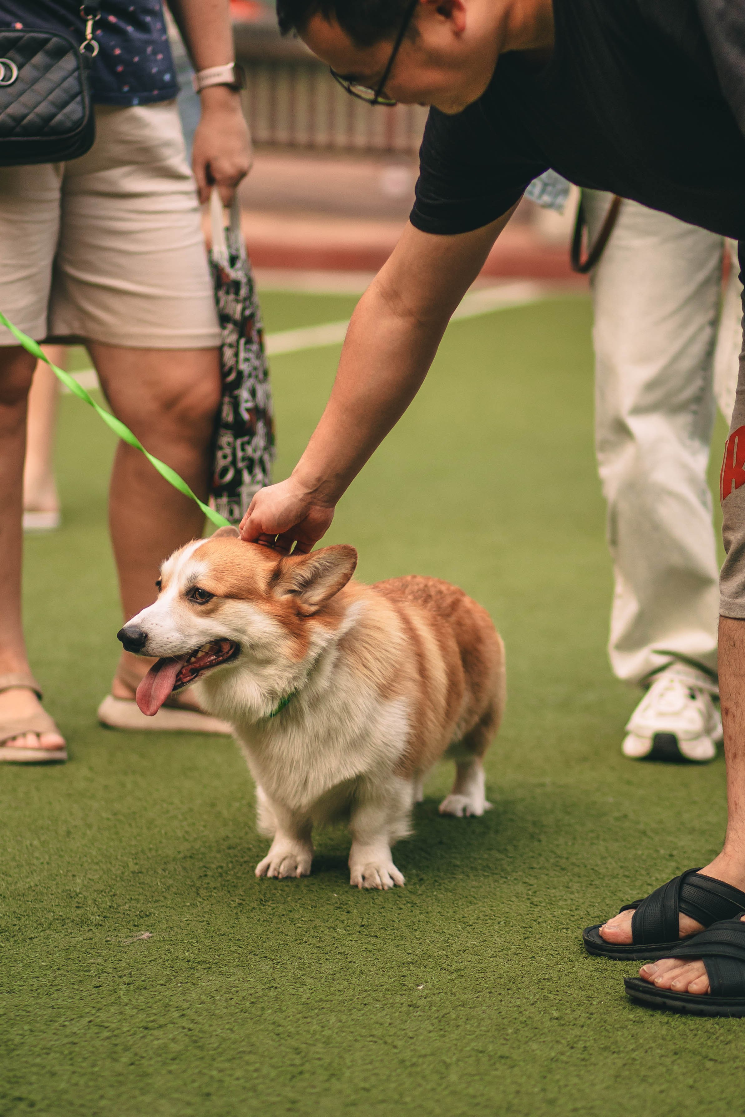 Pet-Party + Live-music |Парк Культуры. Фотограф в Ставрополе Алина Клочкова