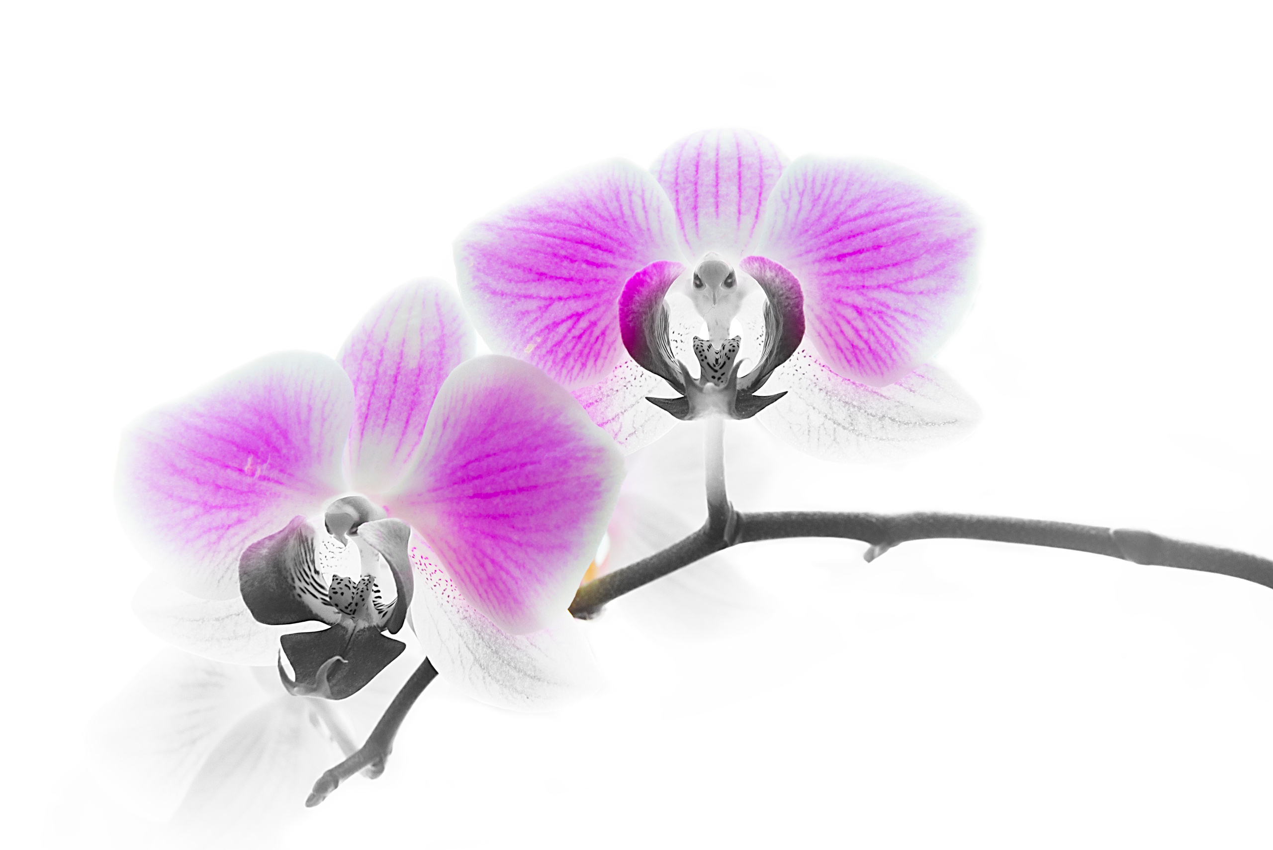 Фотокартины в Гомеле, картины в Гомеле, сюрреализм, минимализм