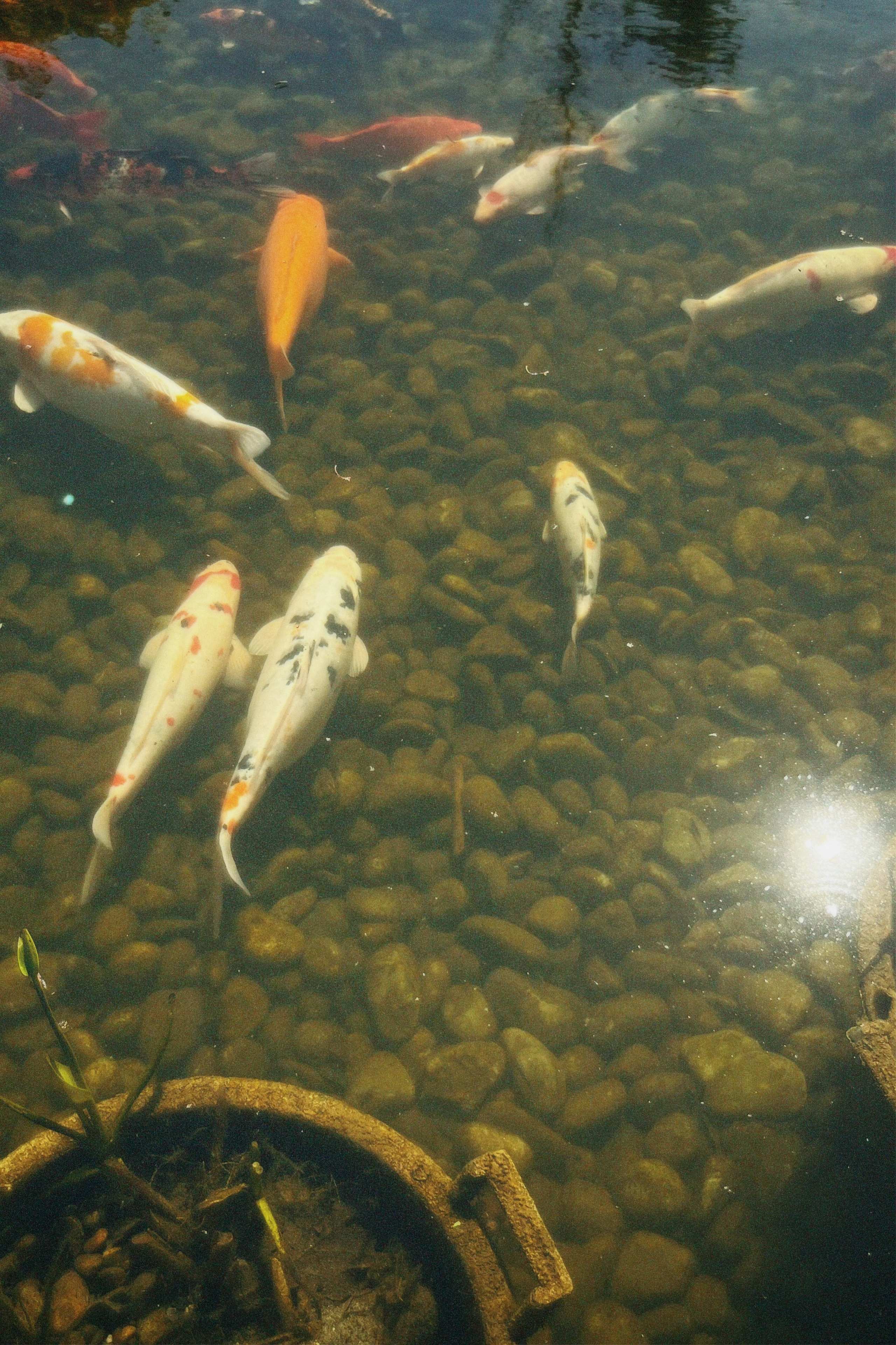 КРАСНОДАР. Портретный и лавстори фотограф в Стерлитамаке Альбина Шарт