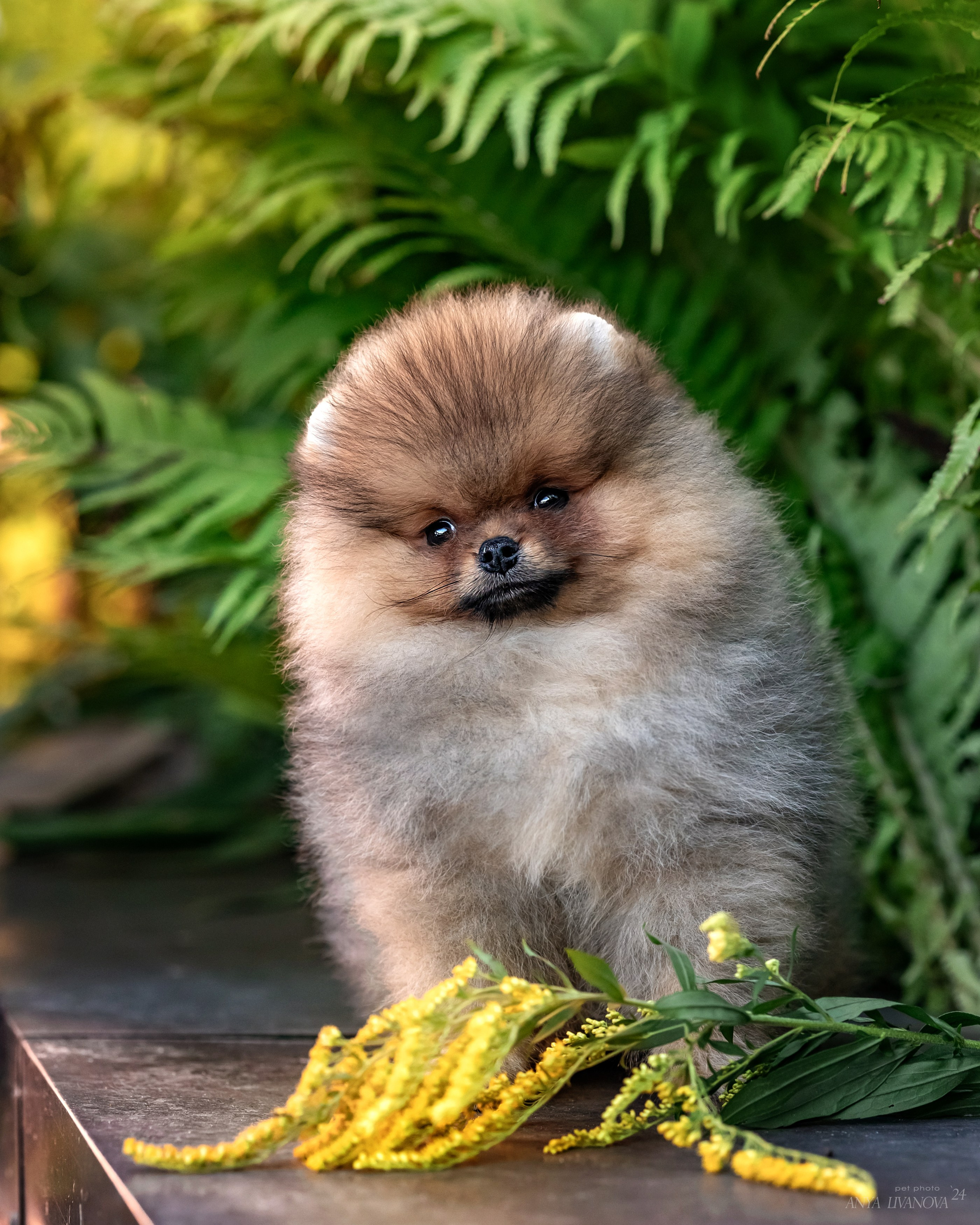 Шпицы. Фотограф анималист Аня Ливанова | Рыбинск