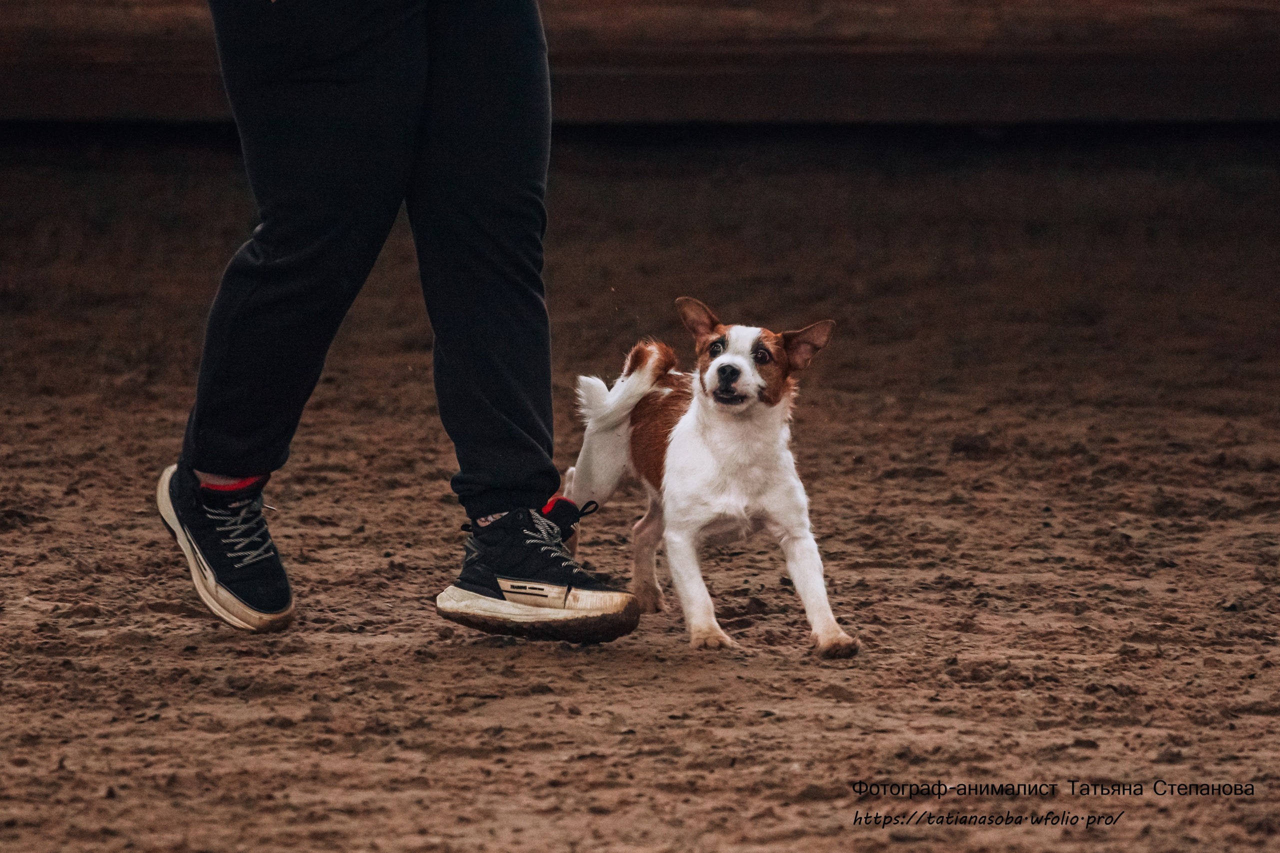 Соревнования по Аджилити 25.02.2024. Фотограф-анималист Татьяна Степанова