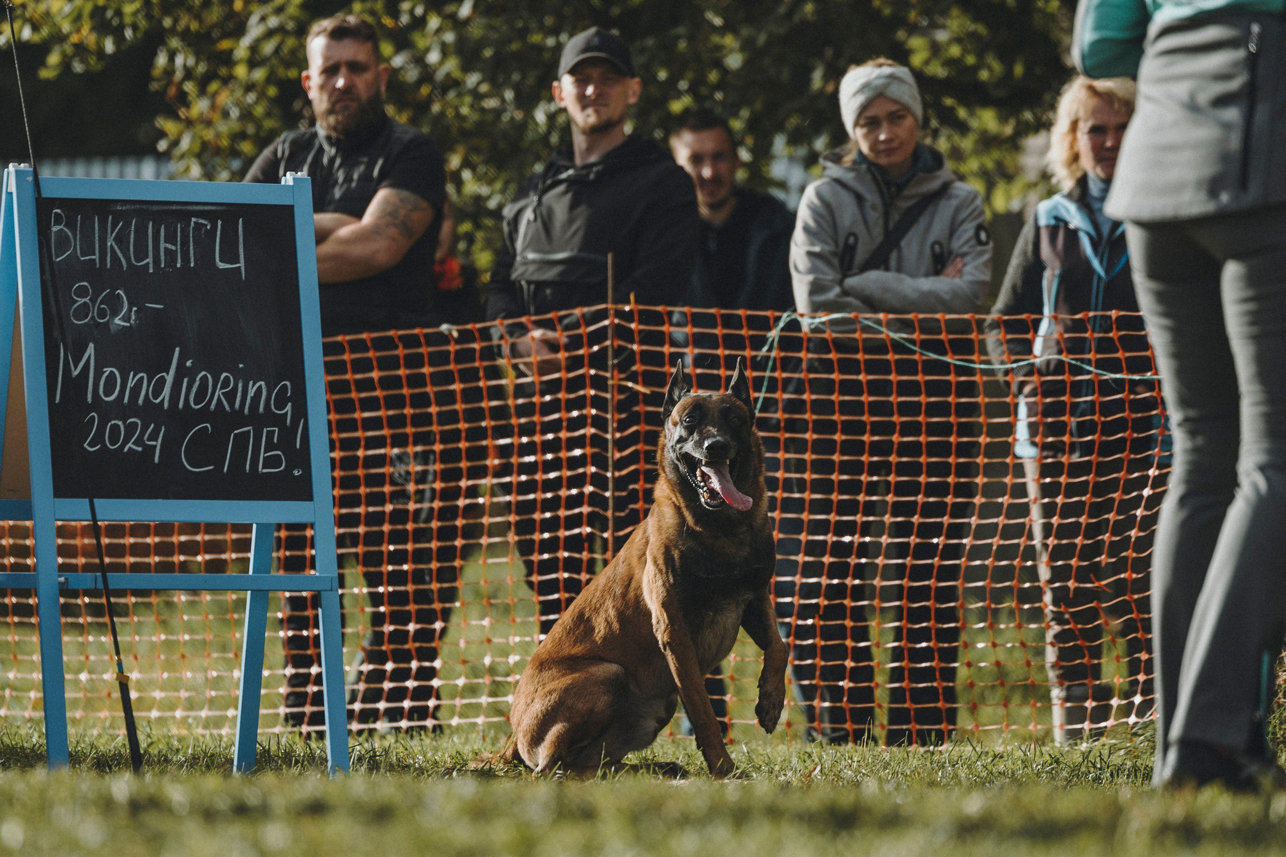 Испытания по мондьорингу г. Пушкин 29.09.2024. Фотограф-анималист Анна Маринич