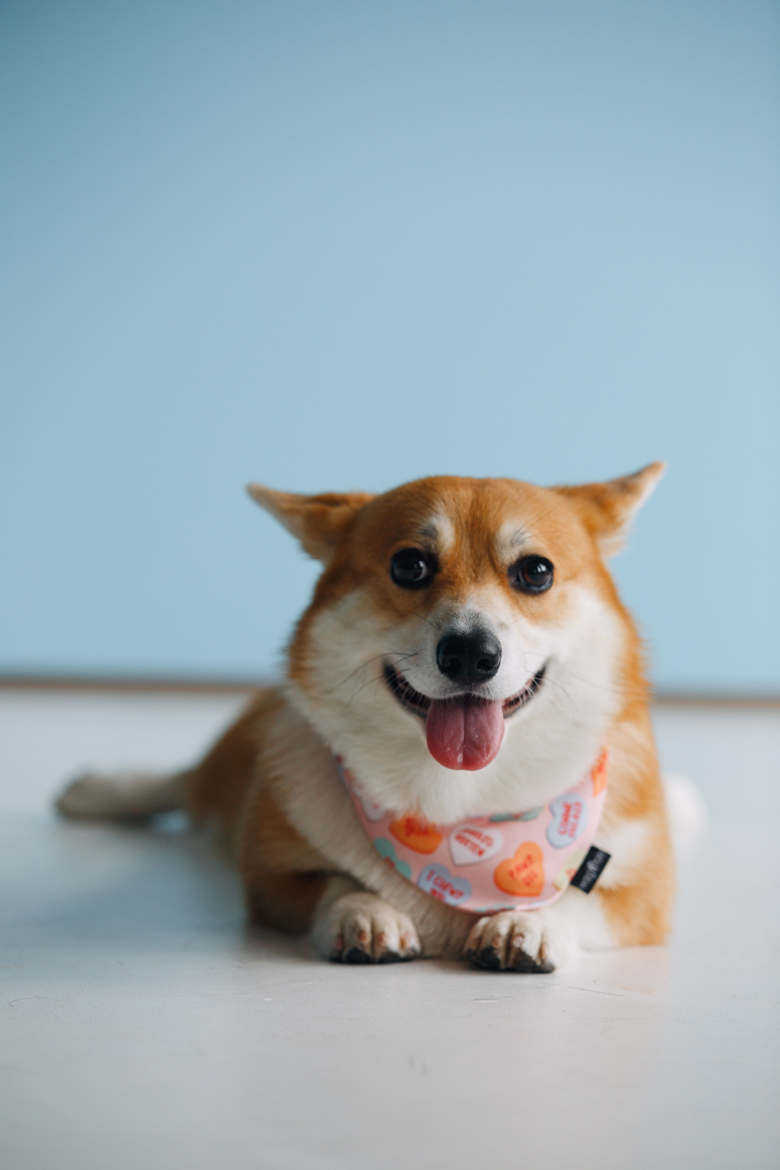 Wag'n'tails аксессуары для животных. Фотограф анималист Кристина Карпова, Москва