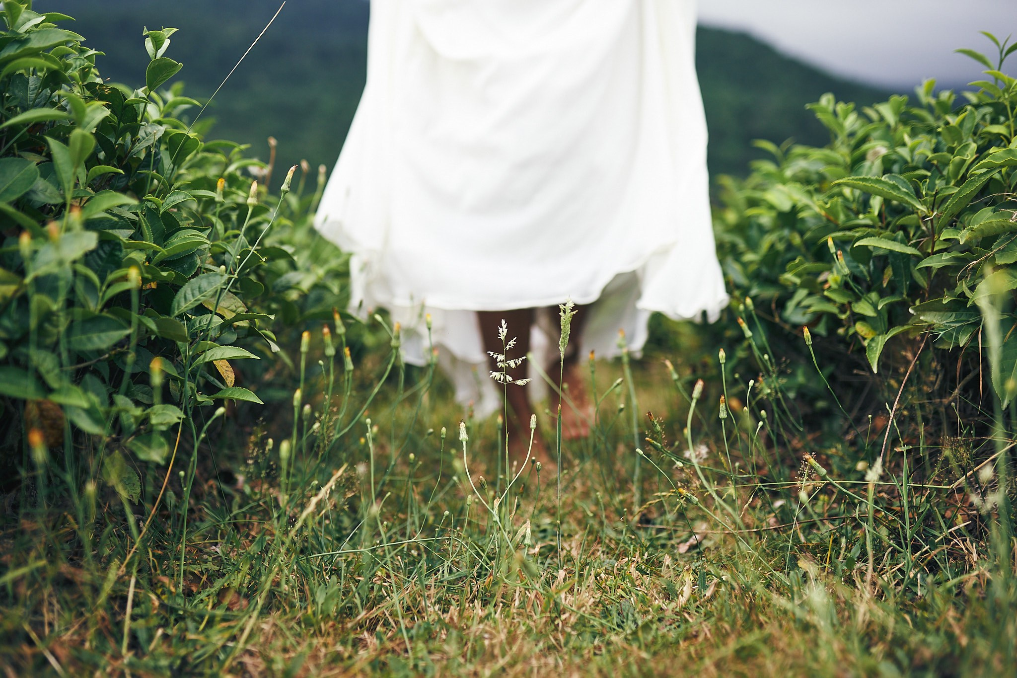 Чайные плантации. Фотограф в Сочи Катя Гончарова