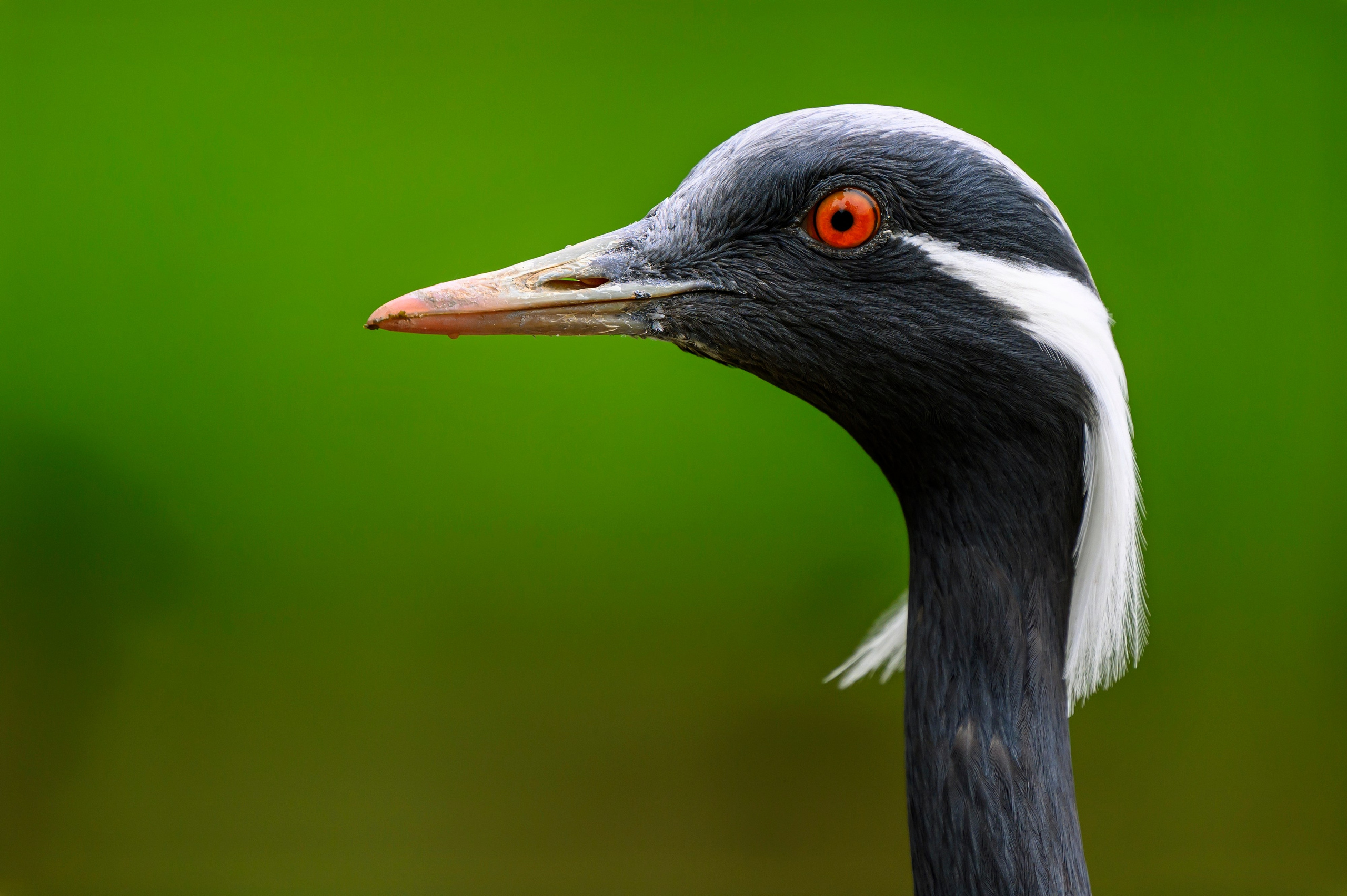 Журавль красавка. Фотограф Сергей Пупонин