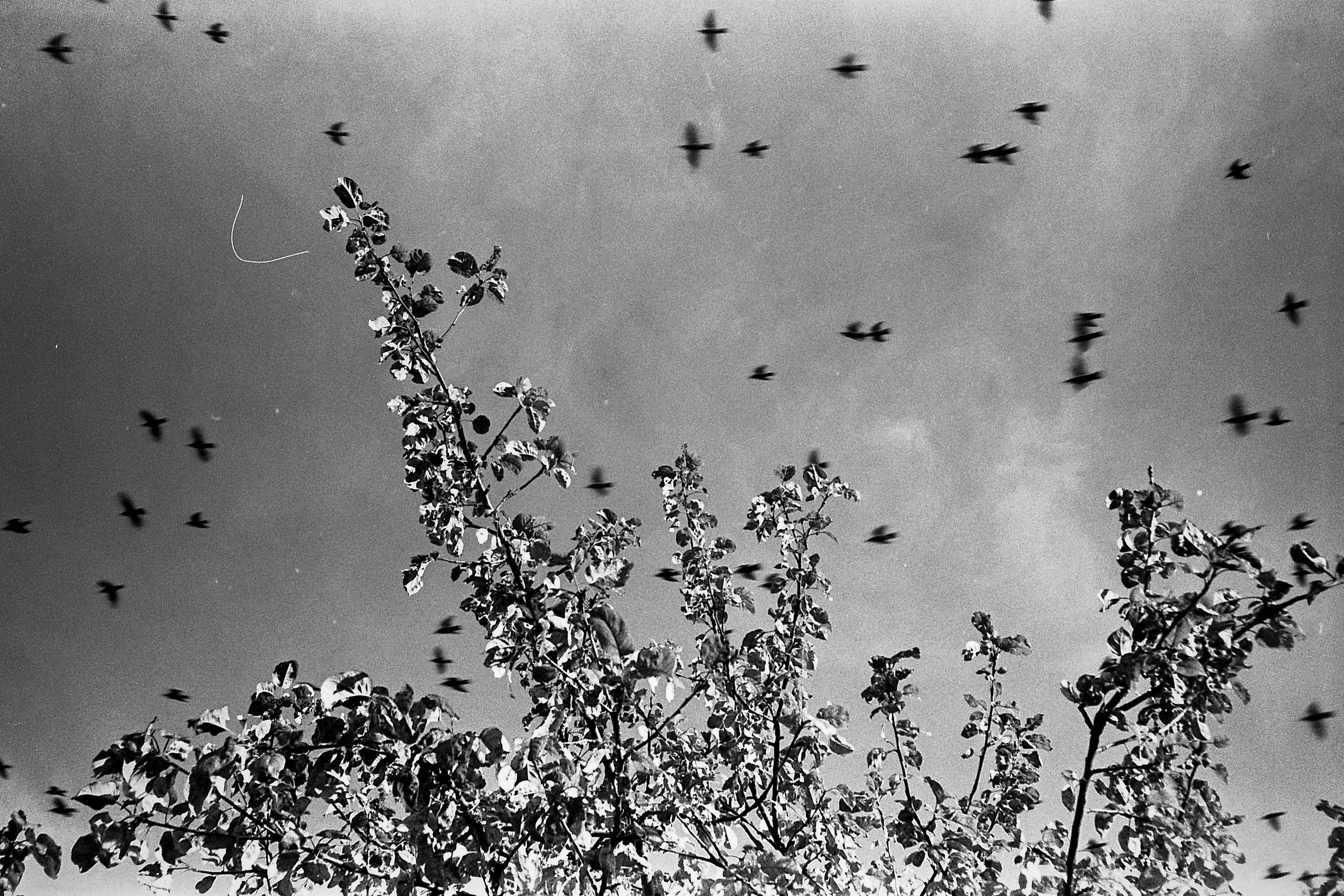 Окраины. Works