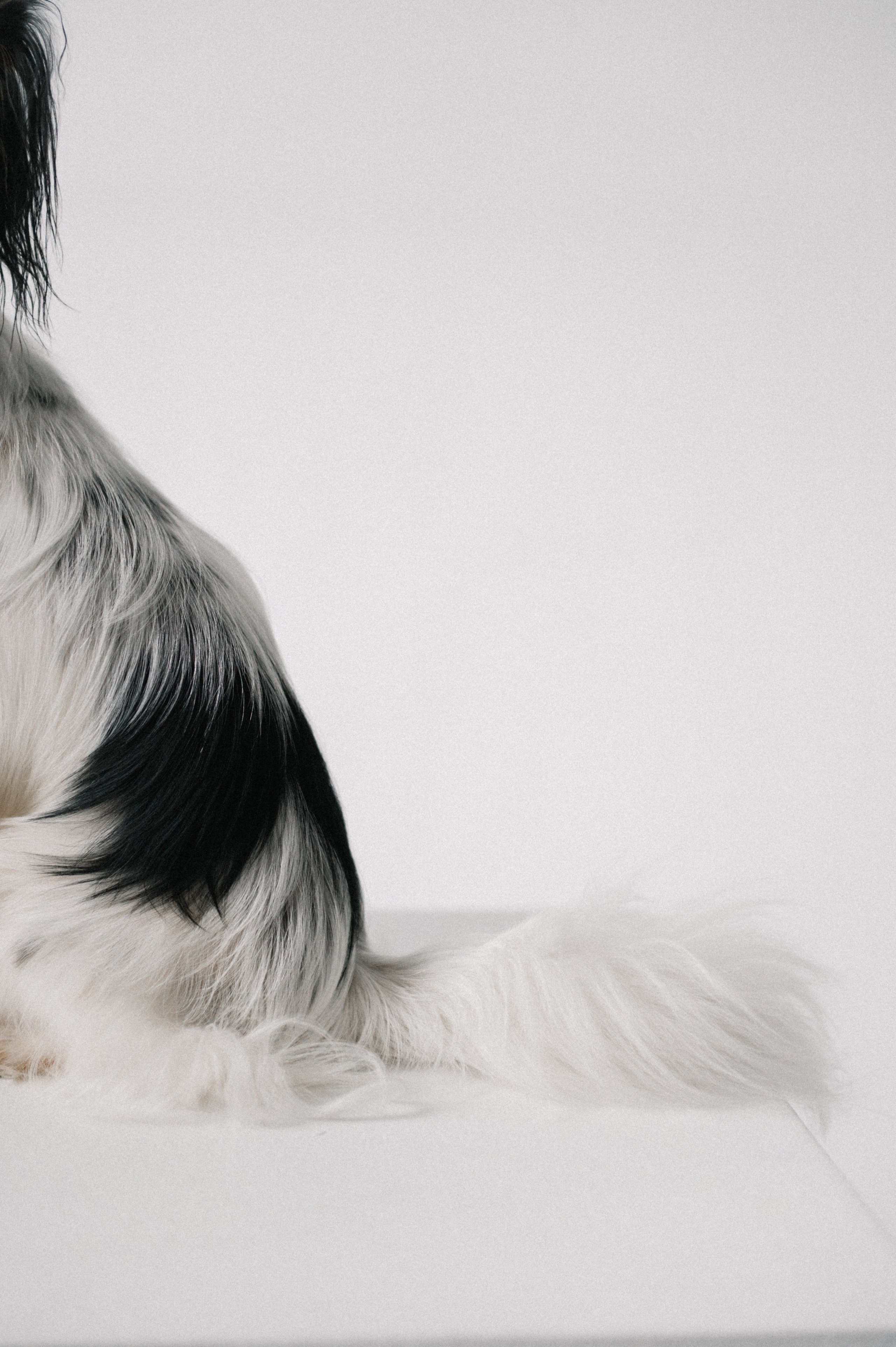 Наташа, Леша и Черри (Королев, 2025). Анна Пушина, фотограф, Москва, Королев, Пушкино