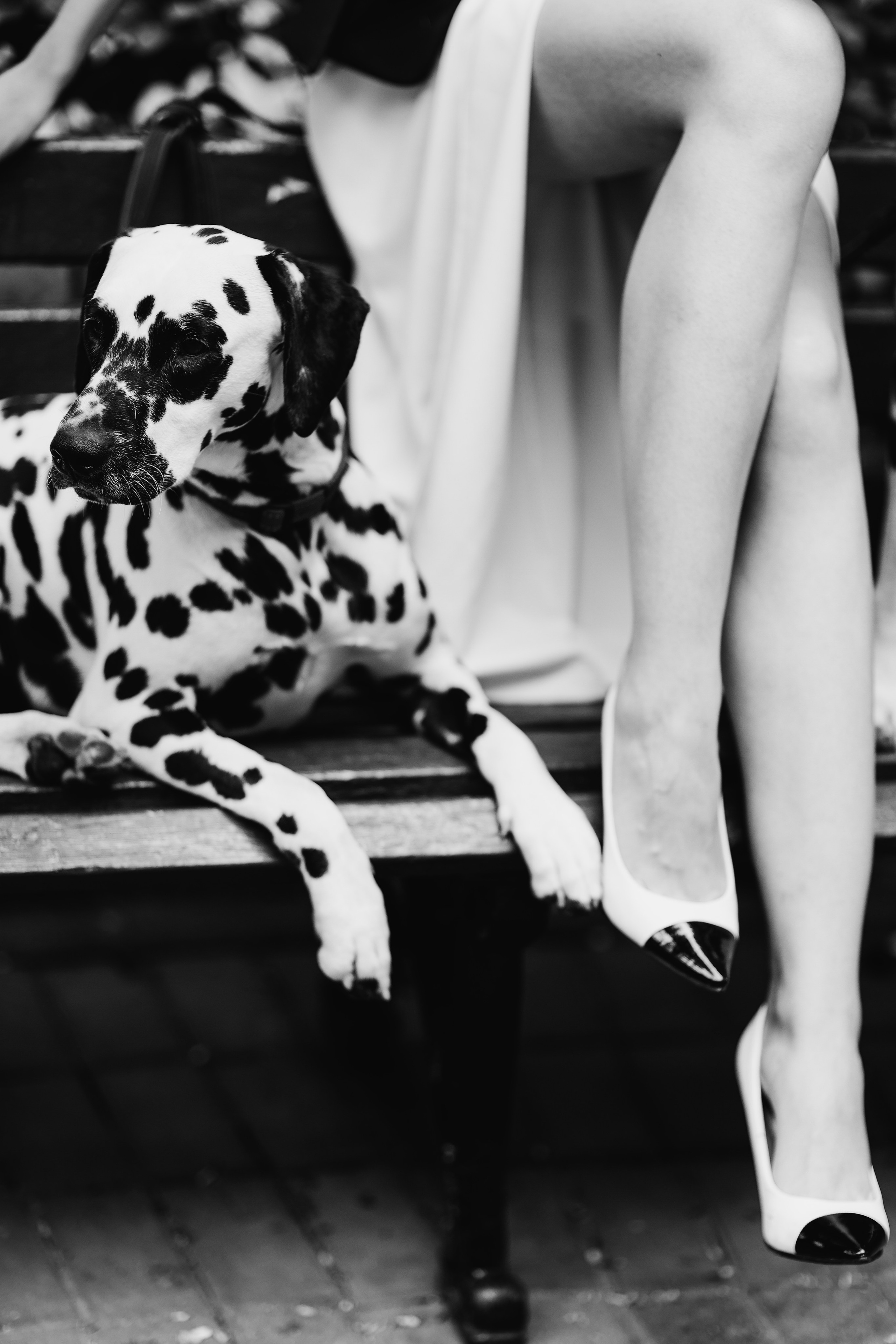 Свадебная прогулка с далматинцами. Свадебный и love story фотограф в Санкт-Петербурге (Спб) Natali Iva